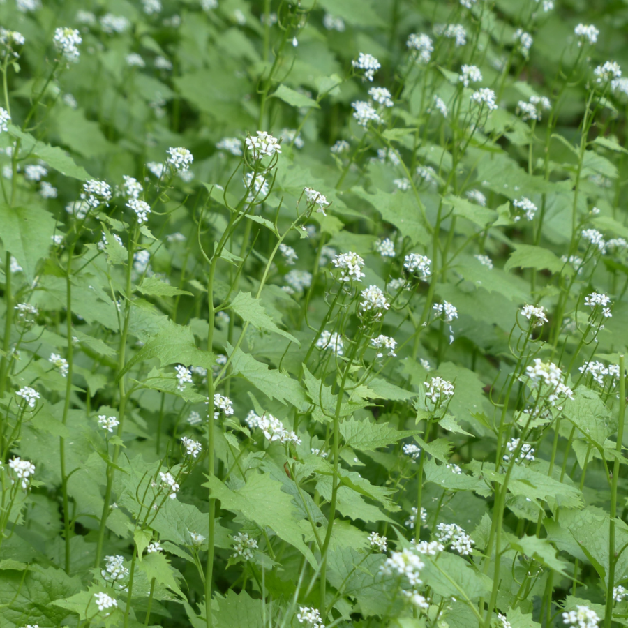 A photo of a thick colony of garlic mustard