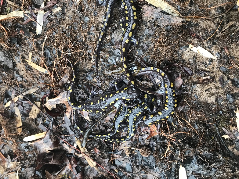 Spotted Salamander is Ohio’s state amphibian