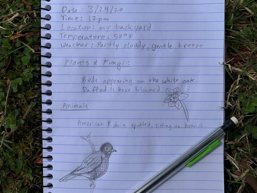 notebook with notes and drawing of bird