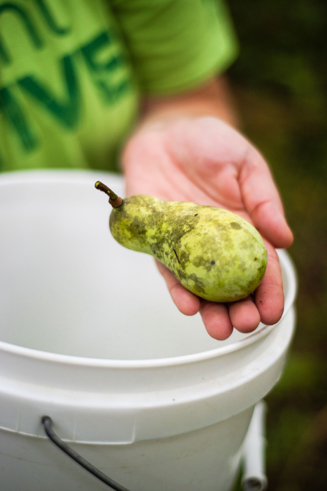 Hand holds pawpaw fruit over white, plastic collection bucket.