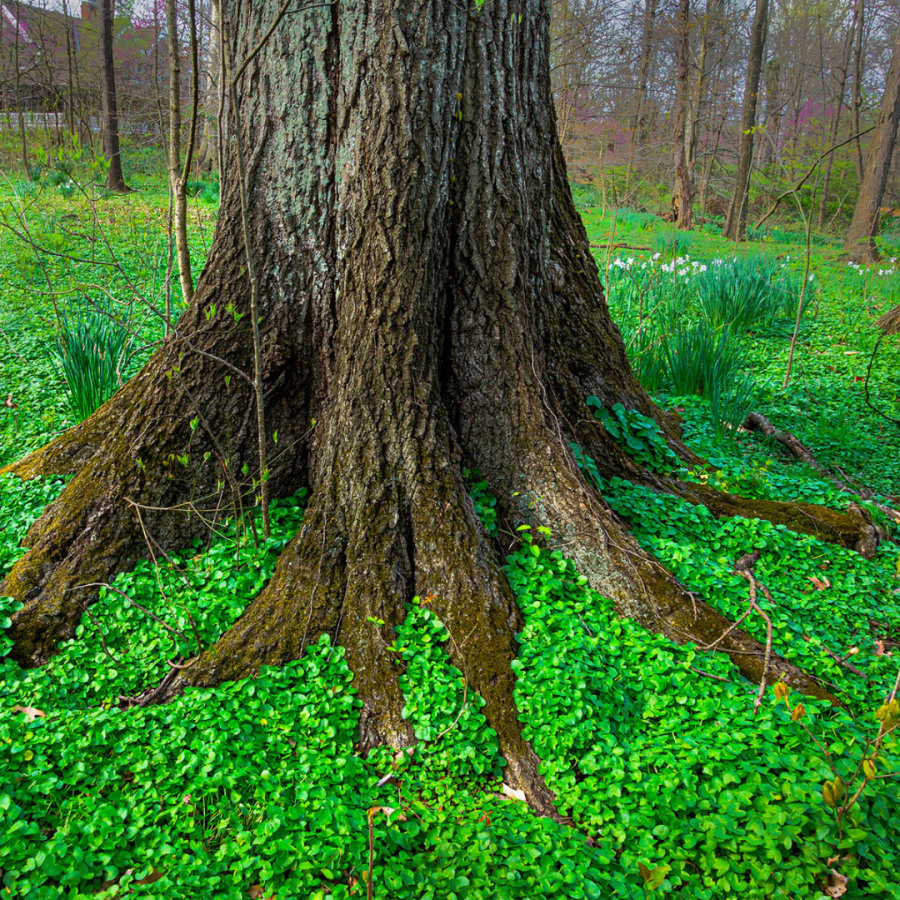 Photo of a thick blanket of lesser celandine around the base of a tree at the Nature Center