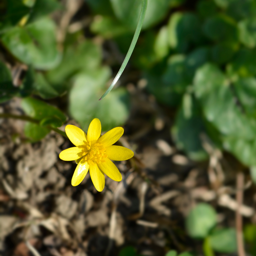 Photo of lesser celandine flower