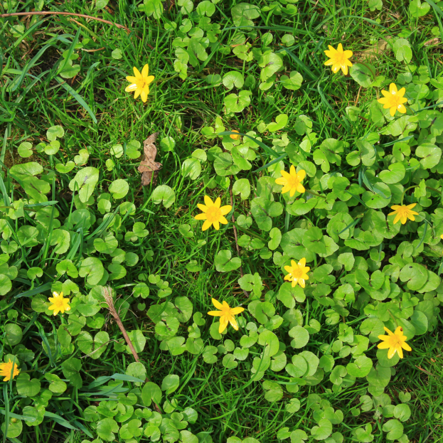 A photo of a patch of lesser celandine in grass