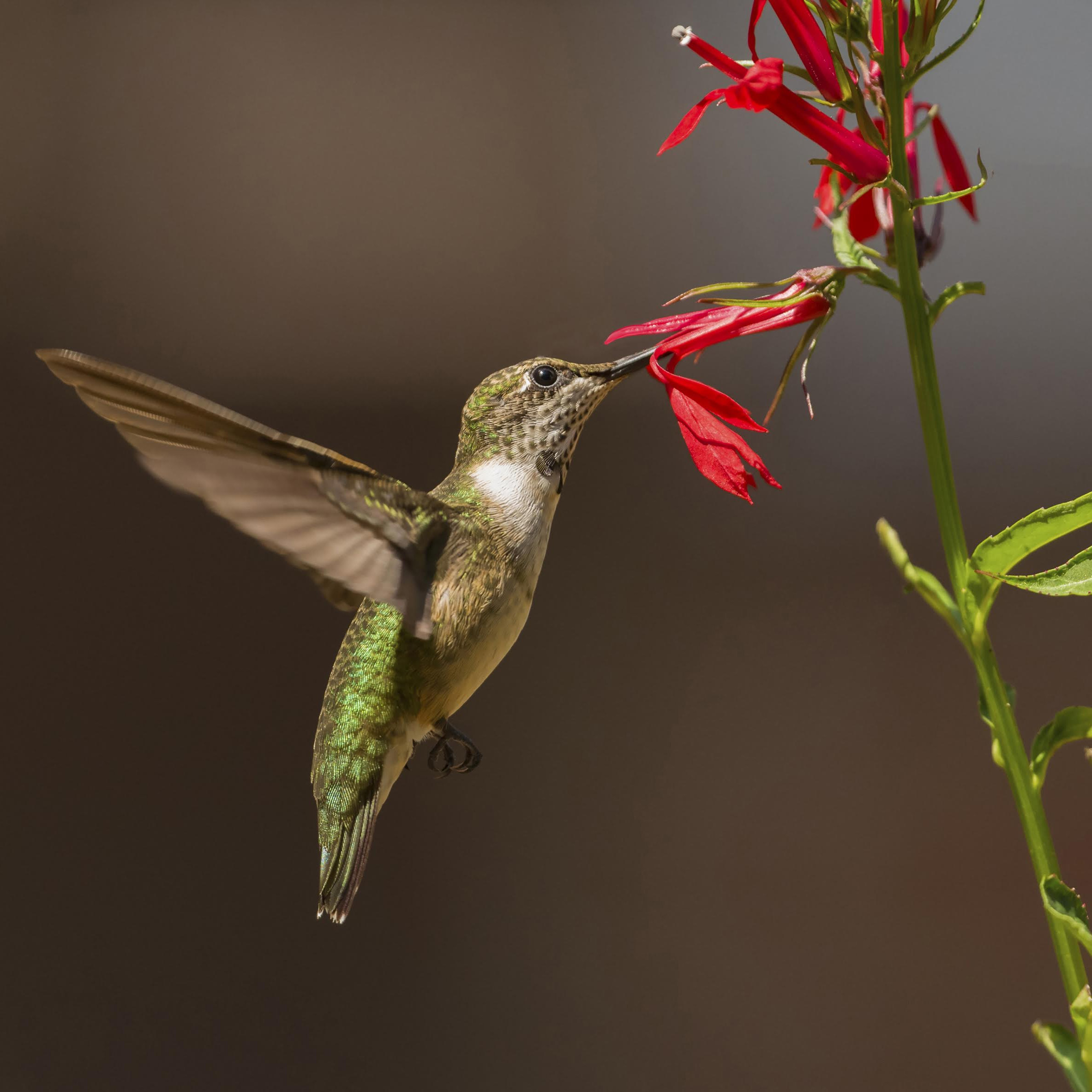 Hummingbird in flight sips from a cardinal flower.