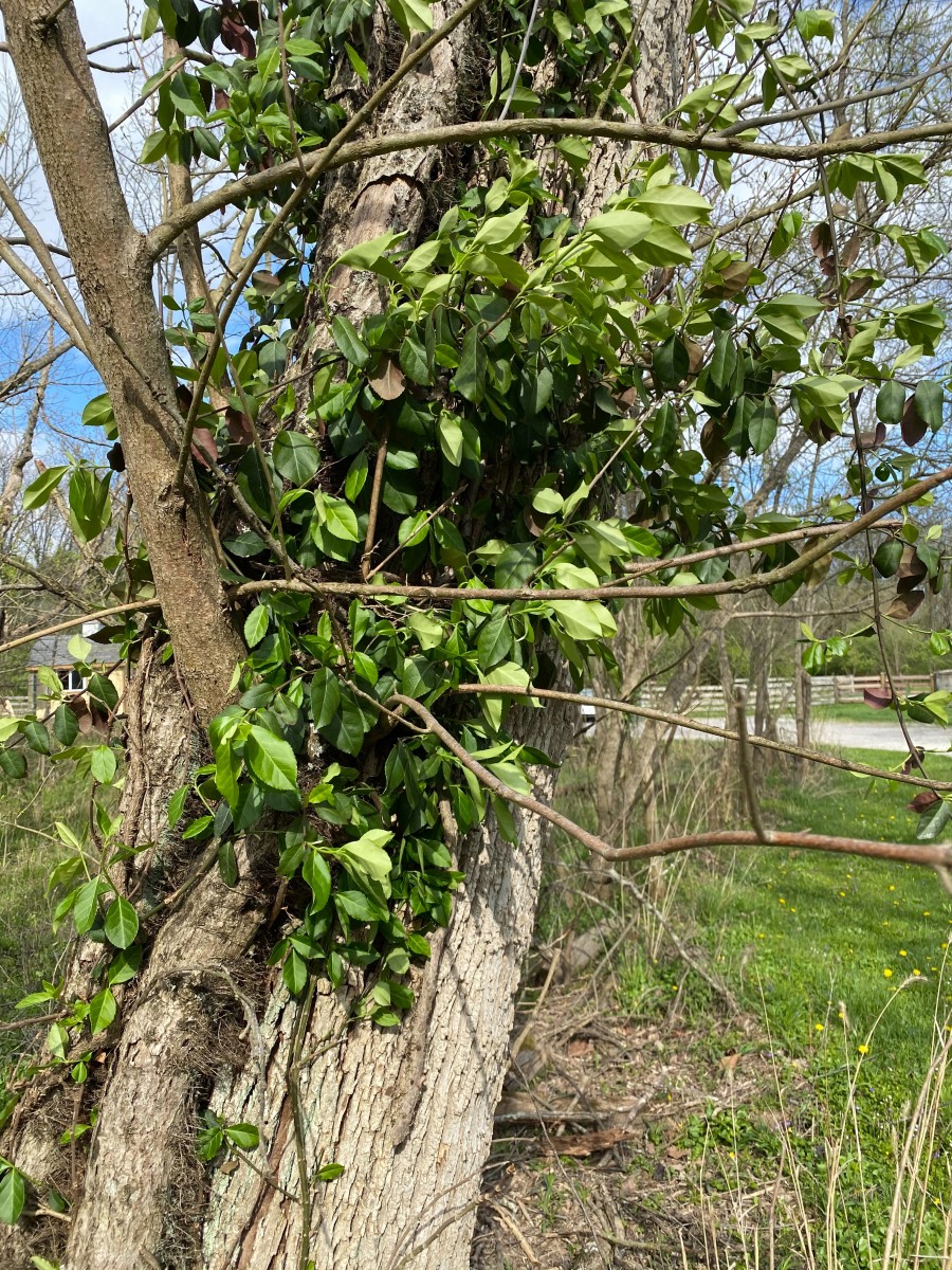A larger wintercreeper vine heads up a tree at Long Branch Farm & Trails.