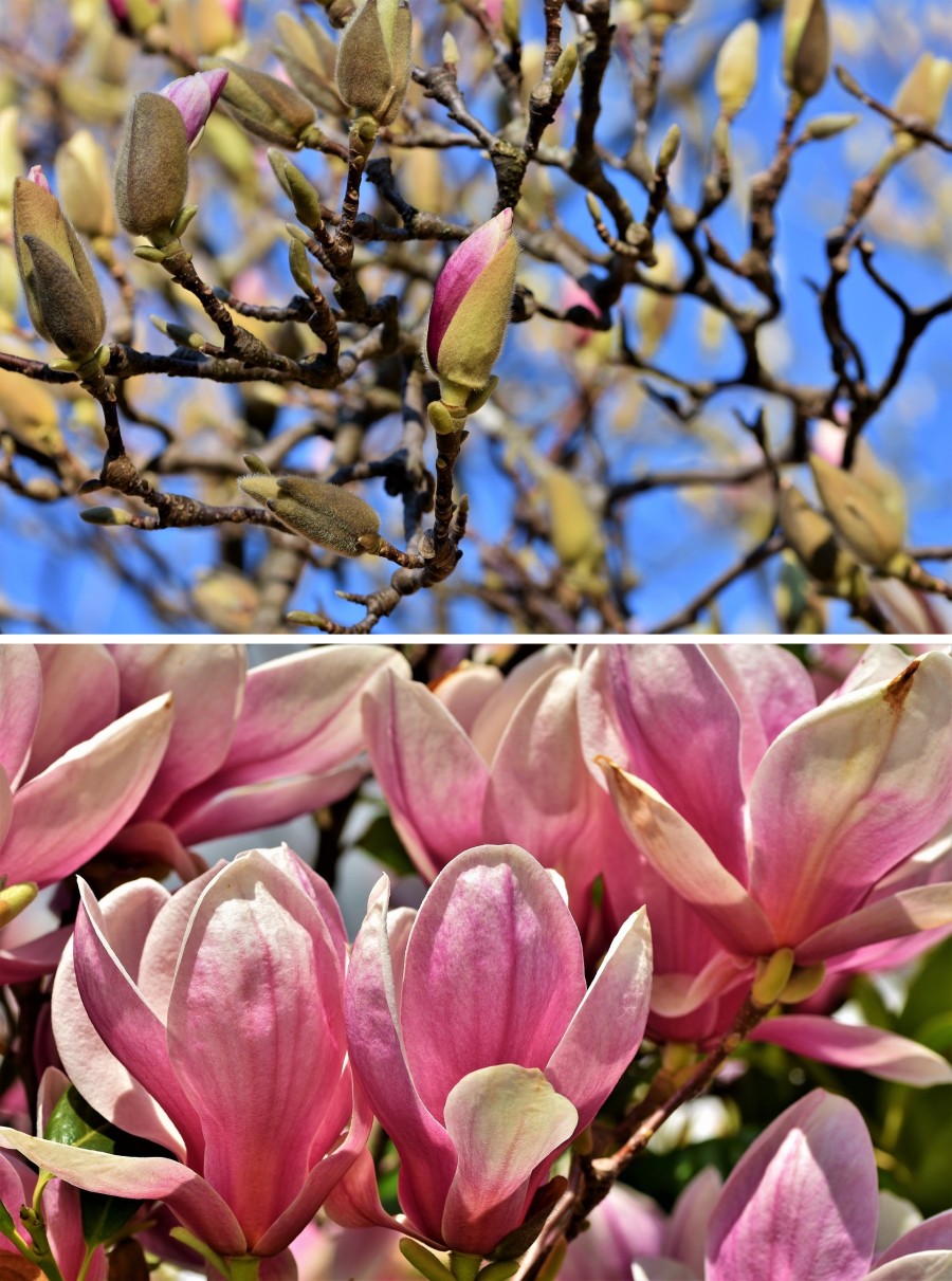 flower buds and blooms