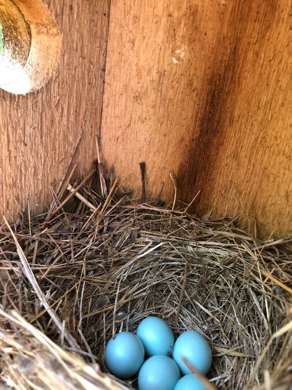 blue bird nest with eggs