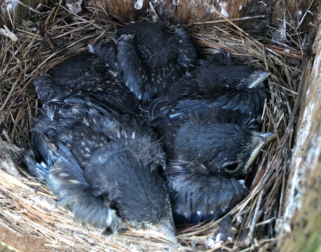 blue bird nest