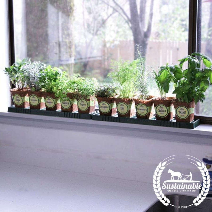 plants on windowsill