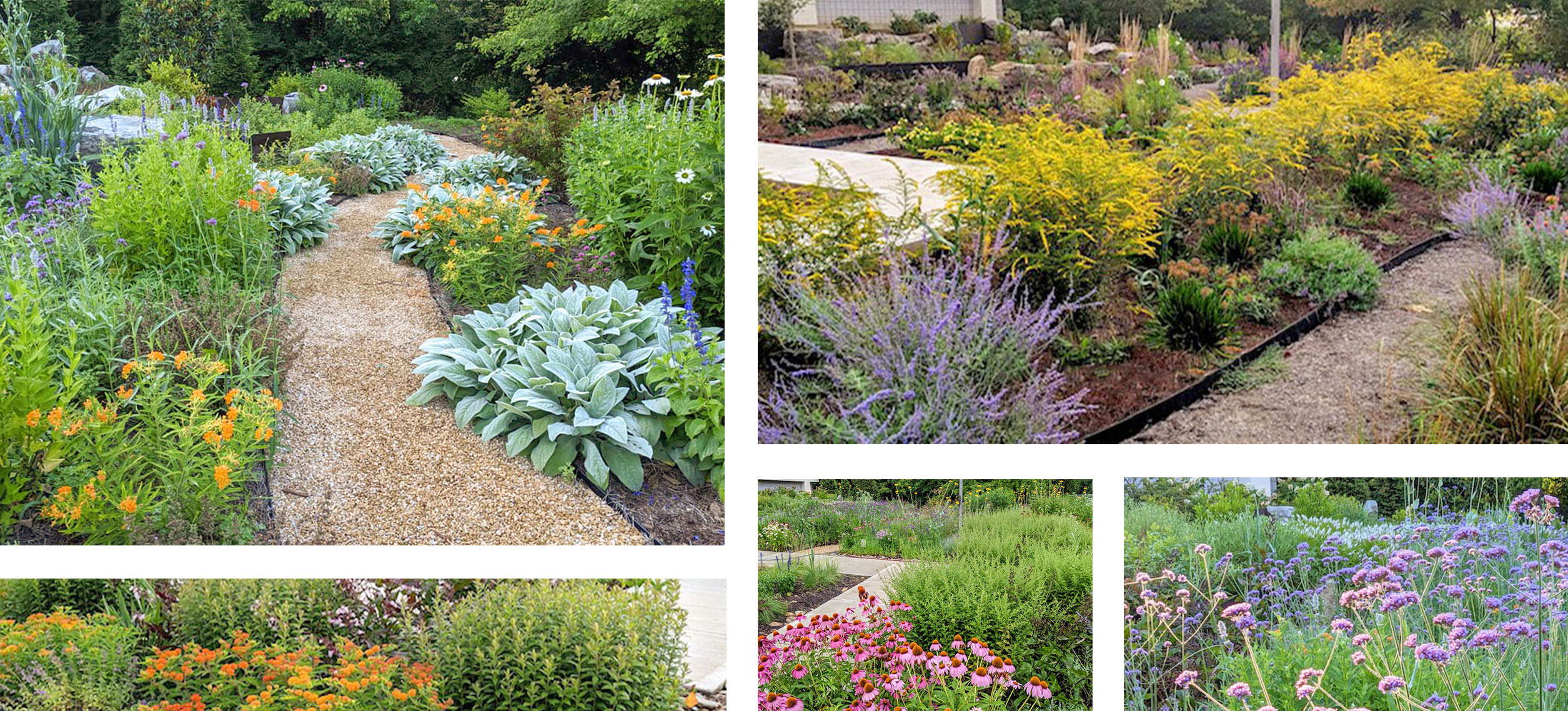 Various example images of Wimberg Landscapes colorful native gardens.