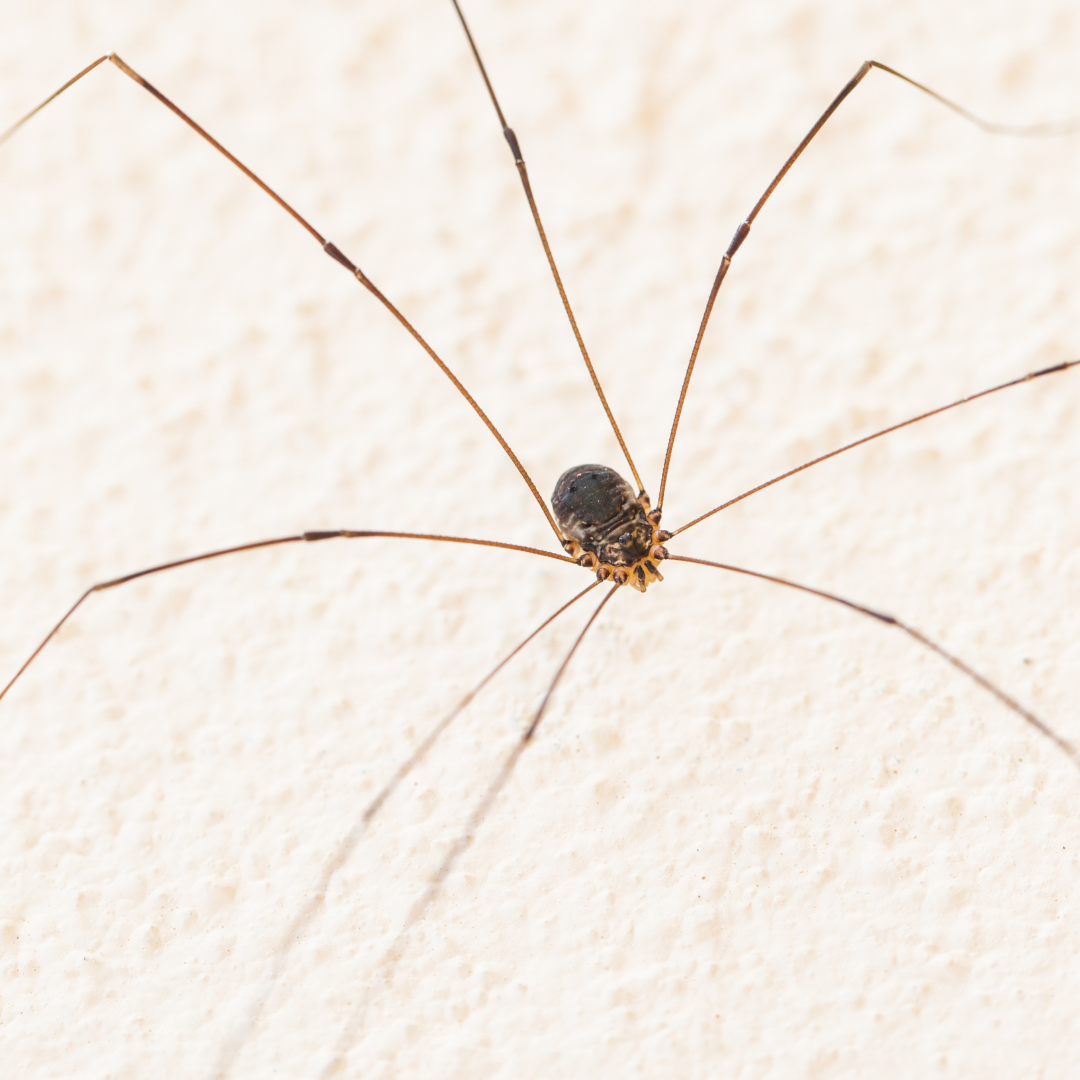 Is There A Difference Between Raleigh's Daddy Long Legs & Cellar