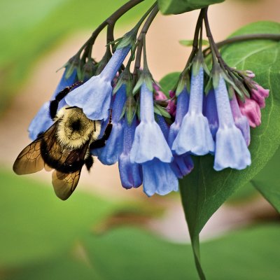Bumblebee collects pollen inside of blue bell blooms.