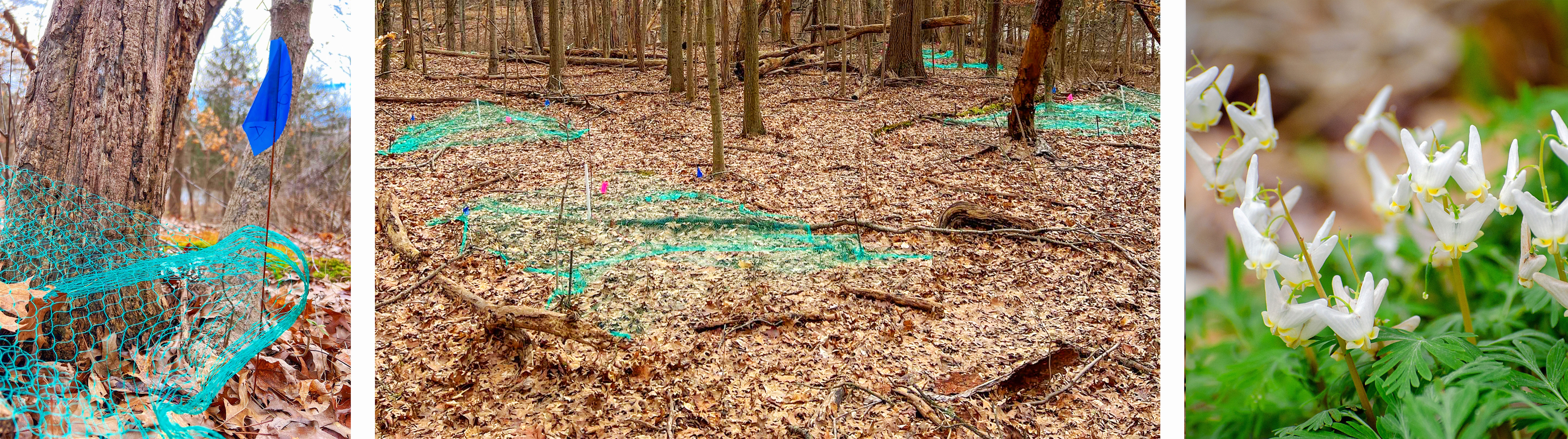 Green net with blue flag on a leaf covered ground near a tree.