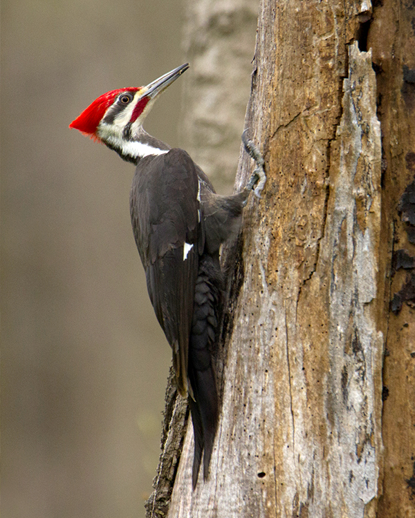Pileated woodpecker hanging on the side of a dead tree on a gray winter day