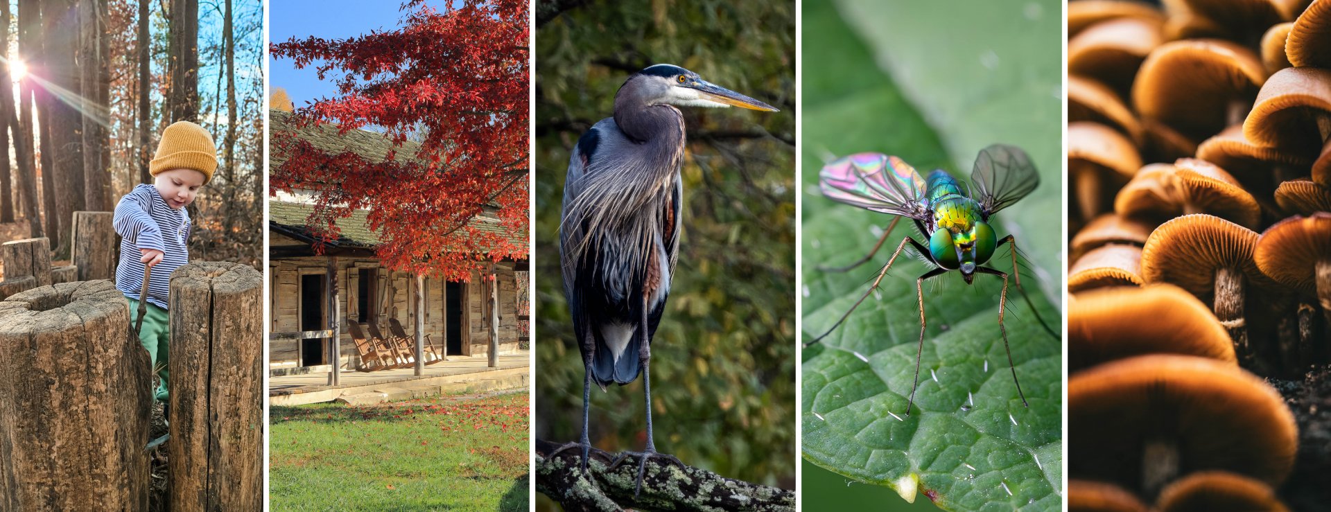 Collage of winning photographs from 2023 (from left to right: a boy in the Nature PlayScape, historic cabin and tree with red leaves in front of it, a great blue heron standing on a log, a rainbow colored fly on a leaf, and the undersides of mushrooms)