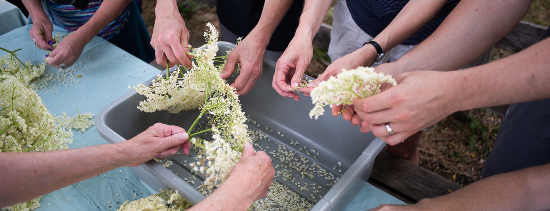 Group of people helping to pick Elderflower for a foraging program - closeup of hands and flowers