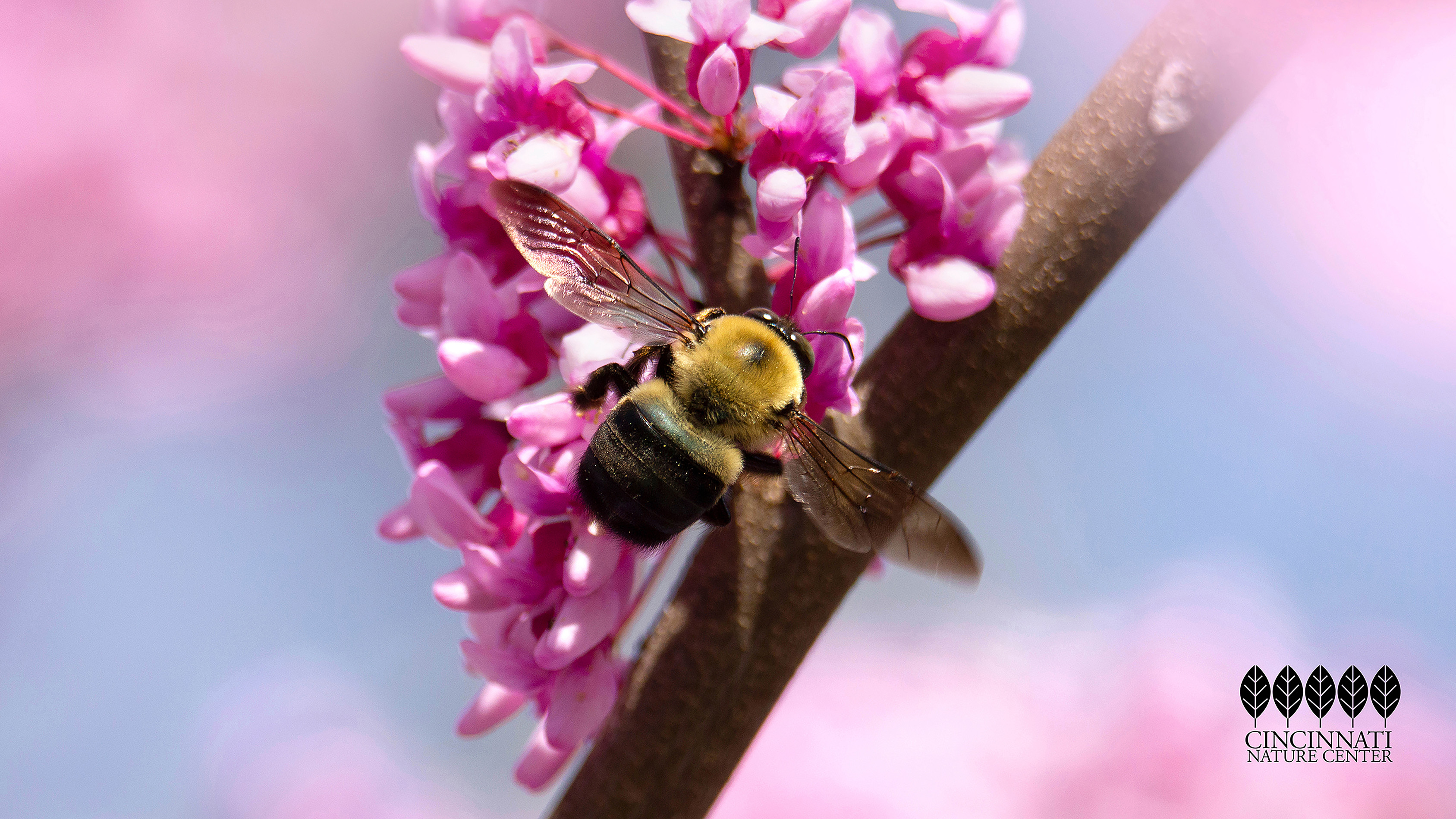 A bumblebee on Eastern pink redbud blooms