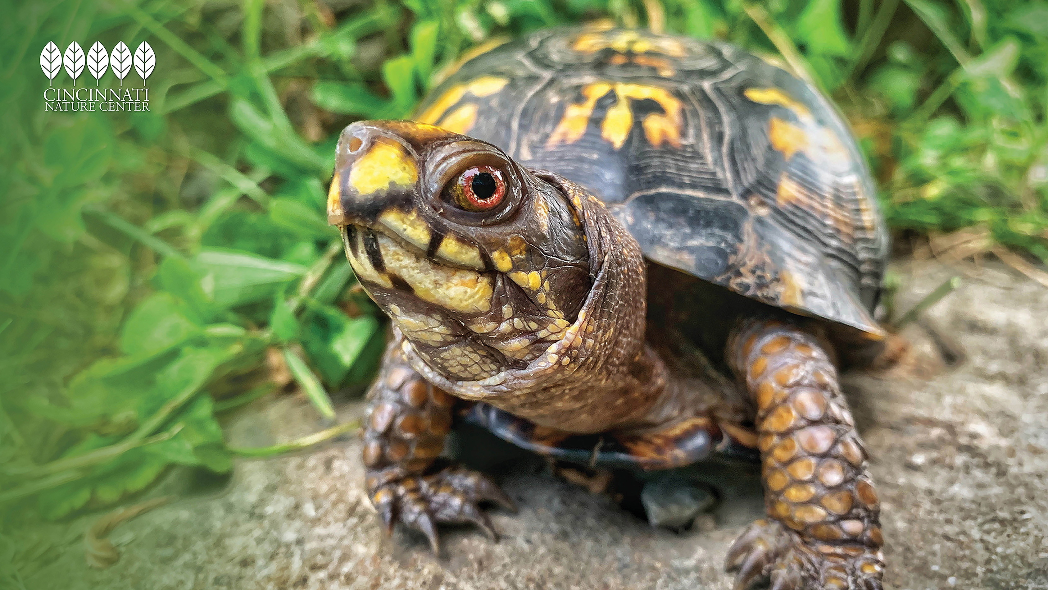 Close-up of a female Eastern box turtle