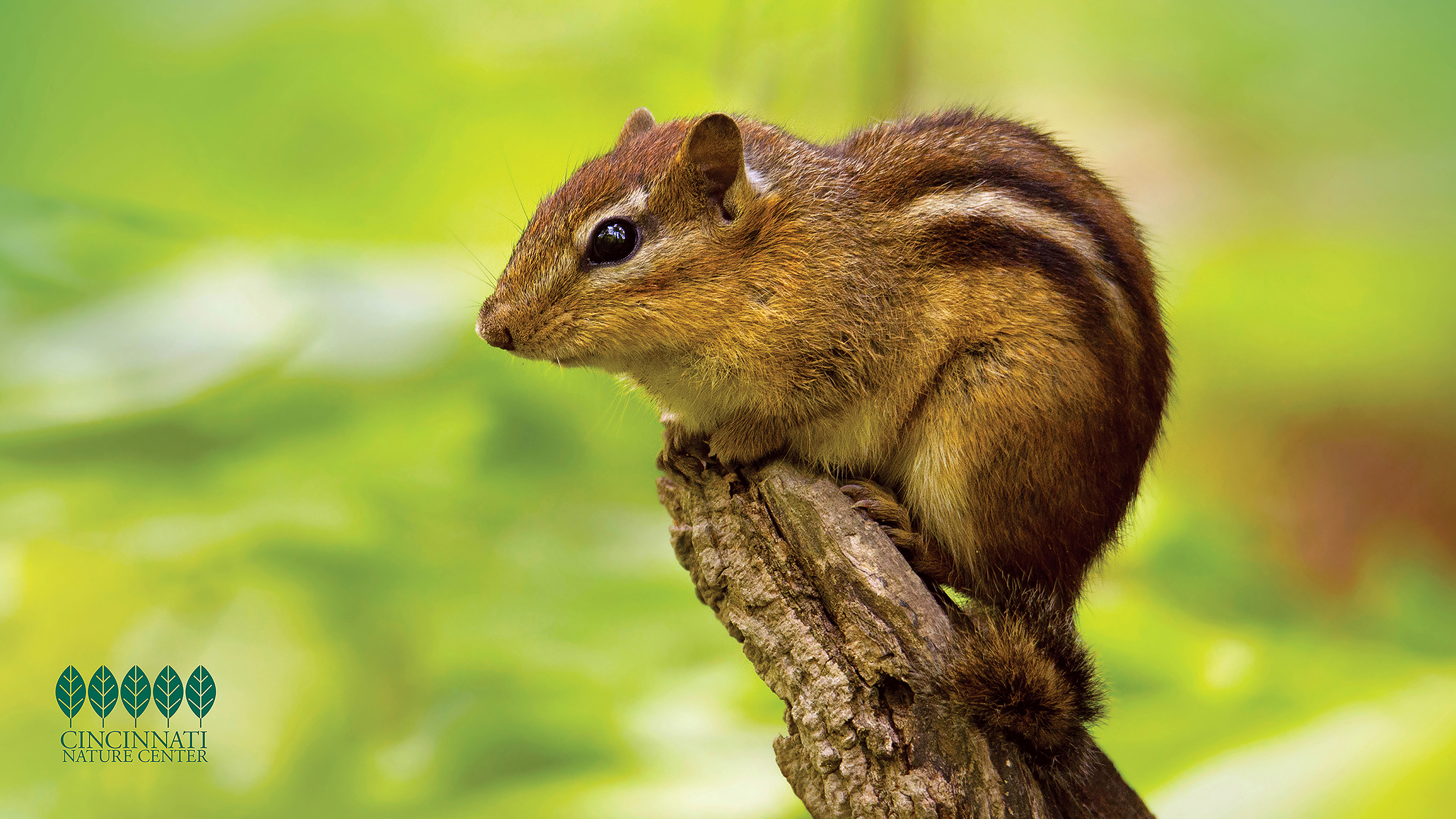 An Eastern chipmunk sits on top of a branch
