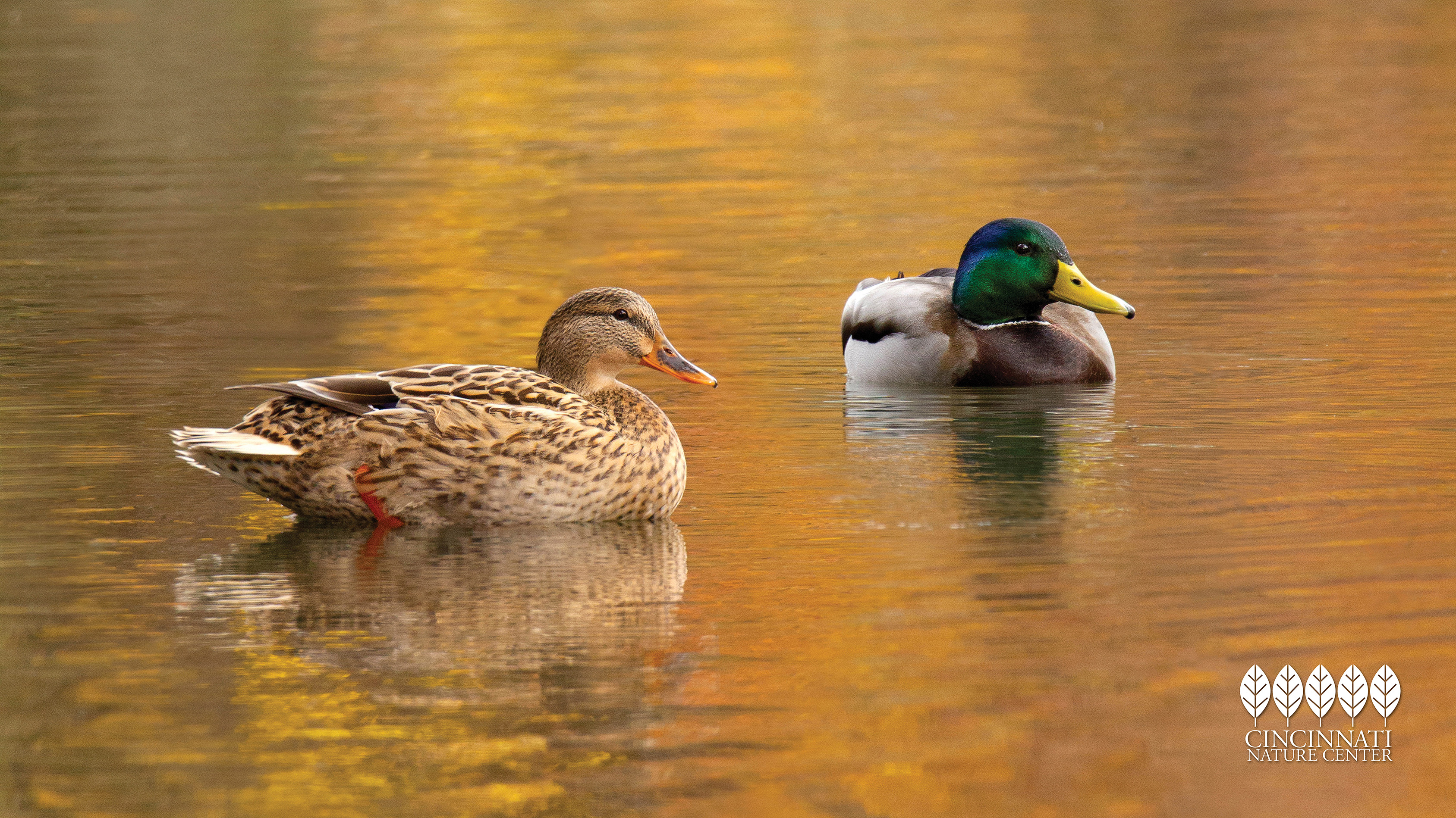 A female and male mallard float on Powel Crosley Lake. The trees' fall colors are reflected on the lake's surface.