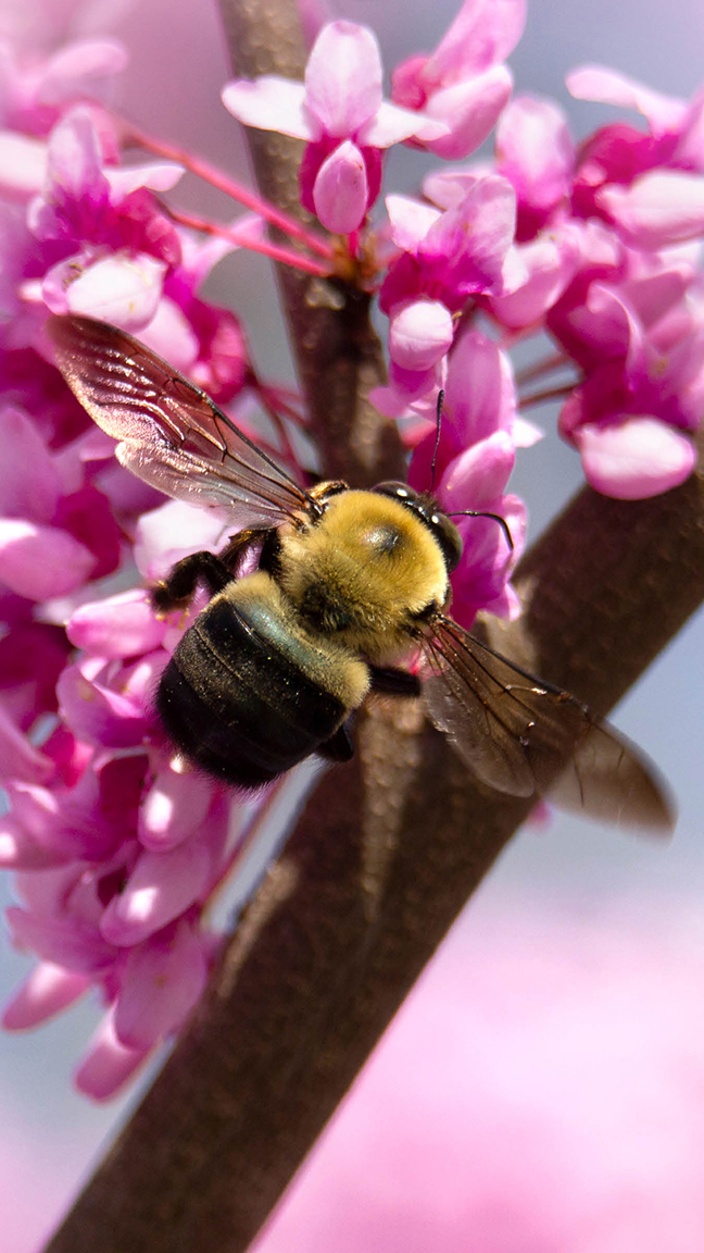 Bumblebee on Eastern redbud blooms