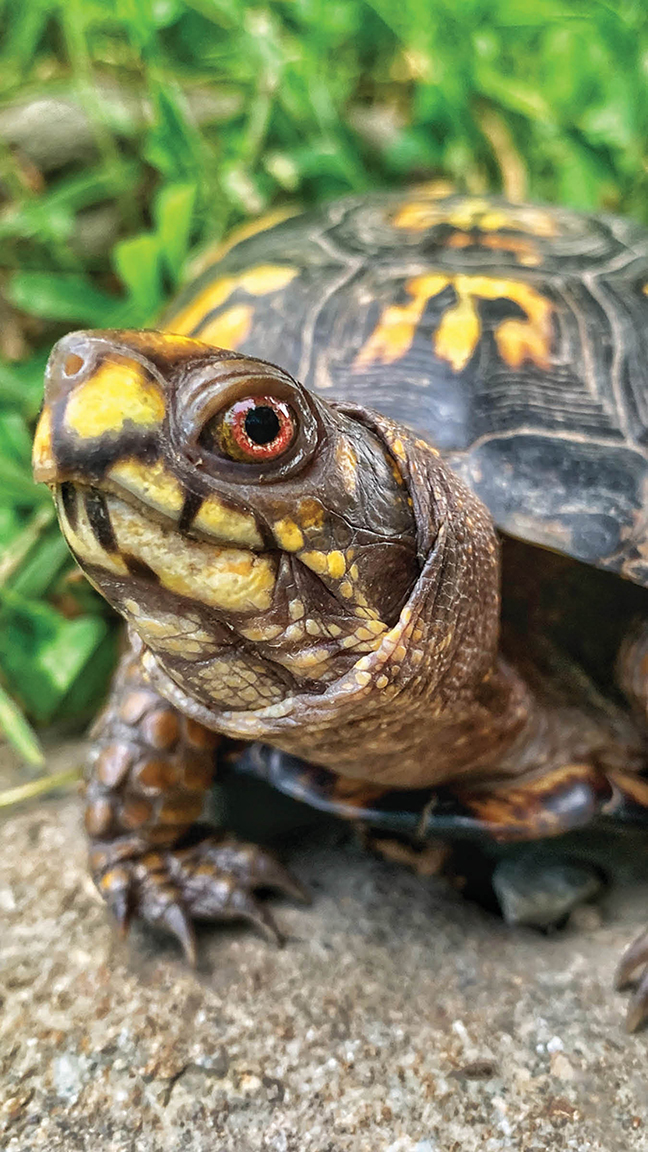 Close-up of a female Eastern box turtle