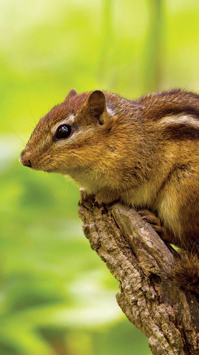 An Eastern chipmunk sits on top of a branch