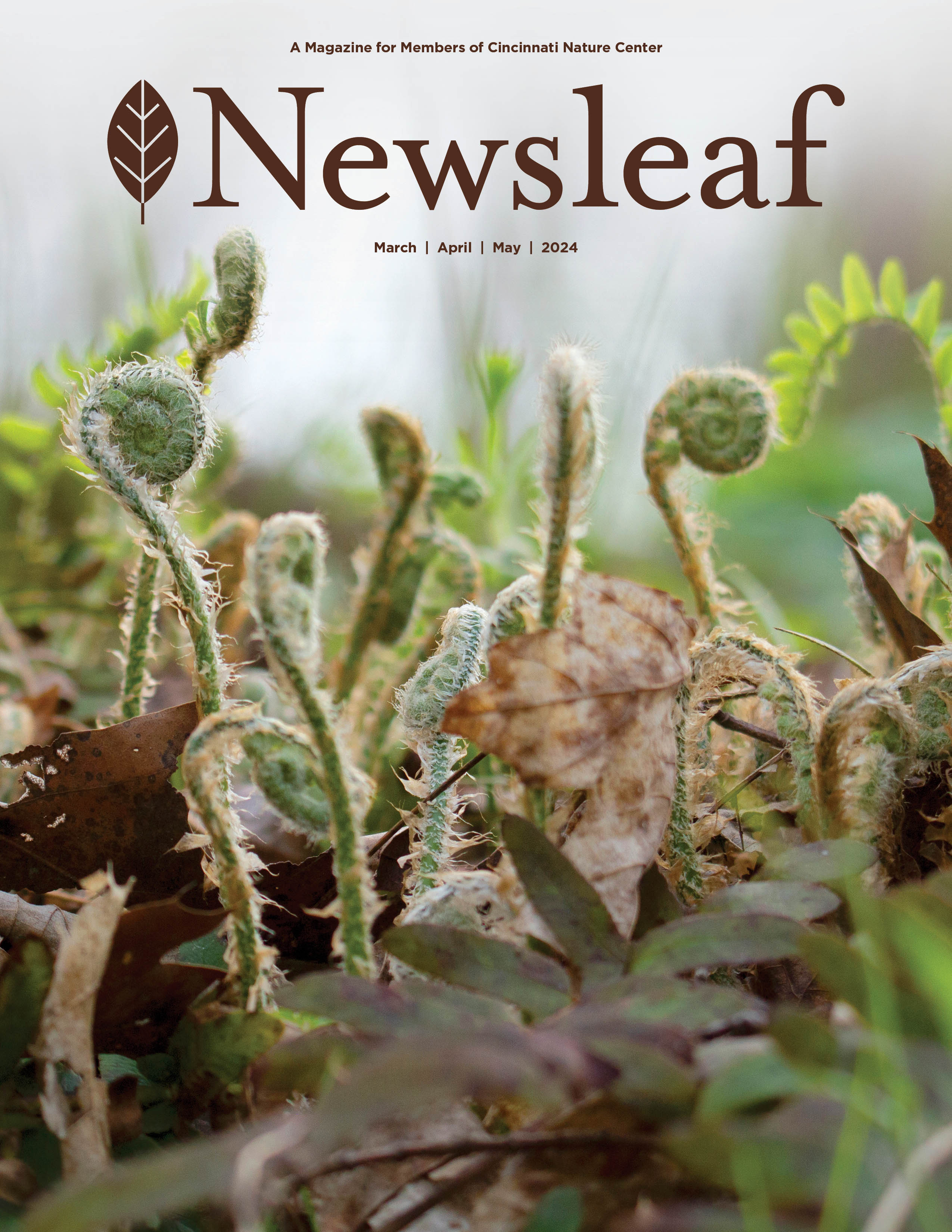 Newsleaf logo with a photo of fern fiddleheads peaking out from the leaf litter..
