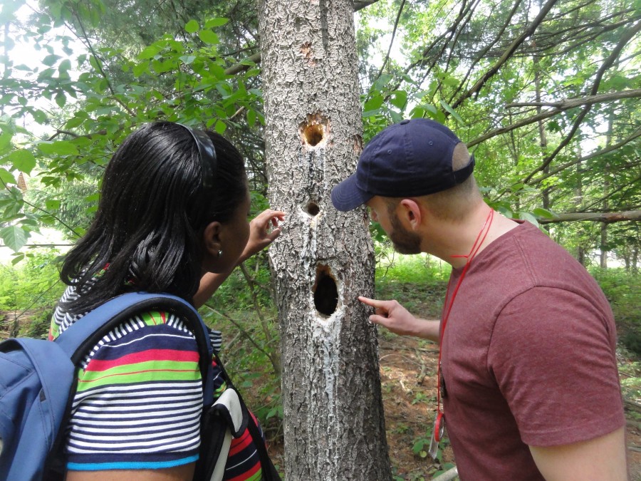 2 people looking at a tree with 3 holes in it