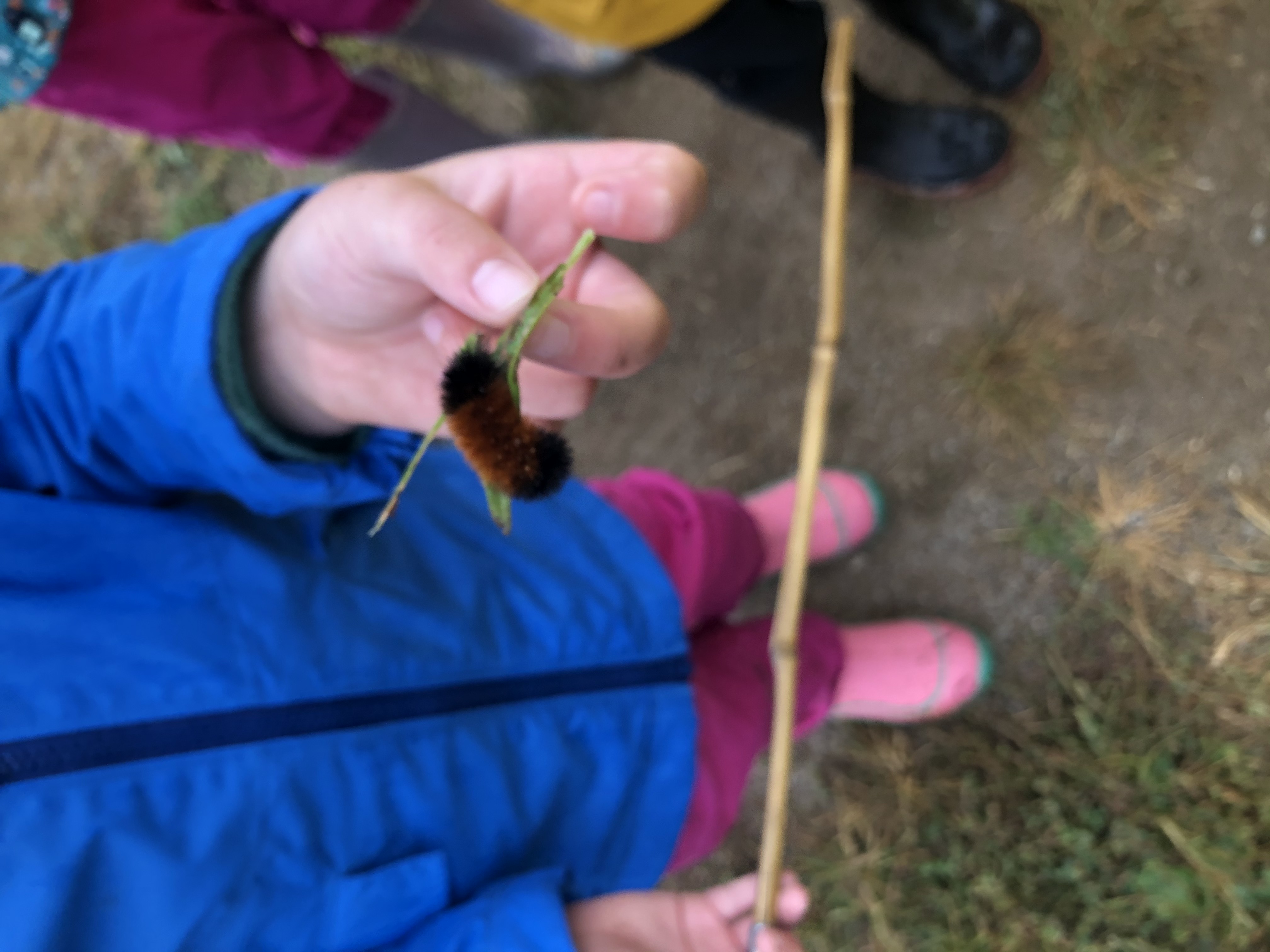A young child holds a woolly worm caterpillar