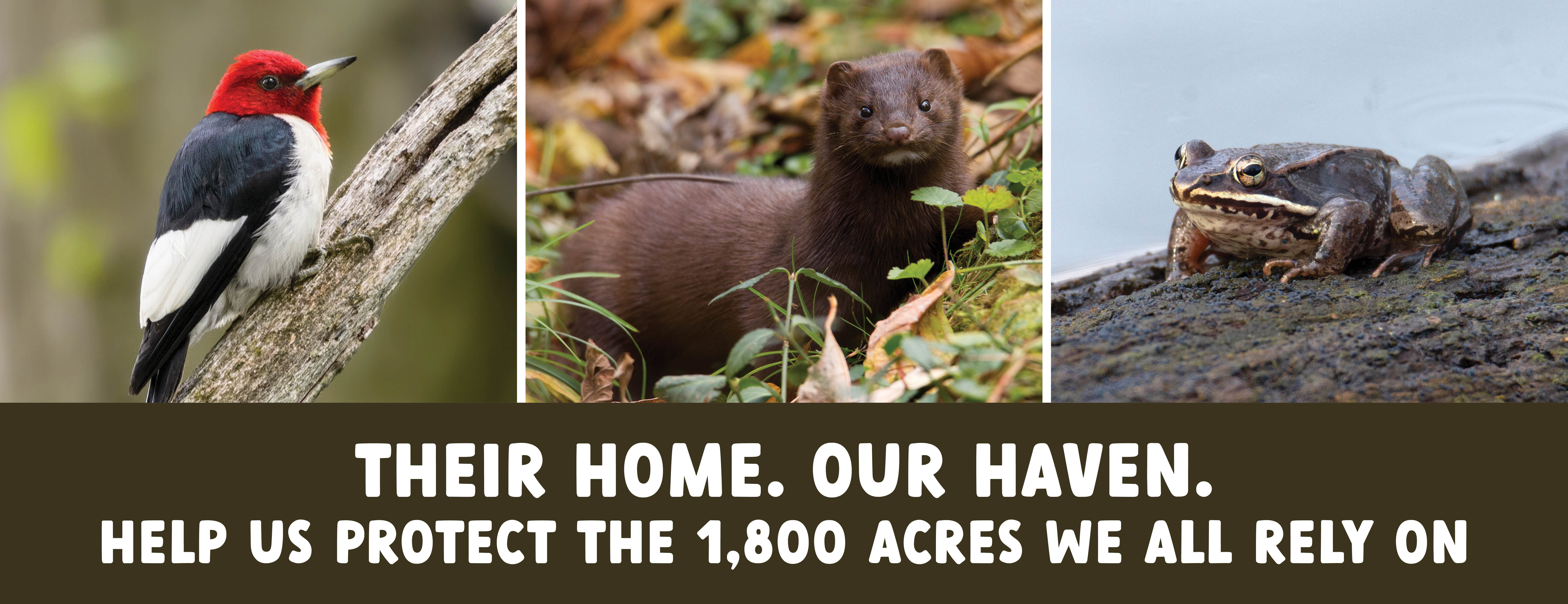 An image of a Red-headed woodpecker, an American mink and a Wood frog with text underneath that says, "Their Home. Our Haven. Help us protect the 1,800 acres we all rely on."