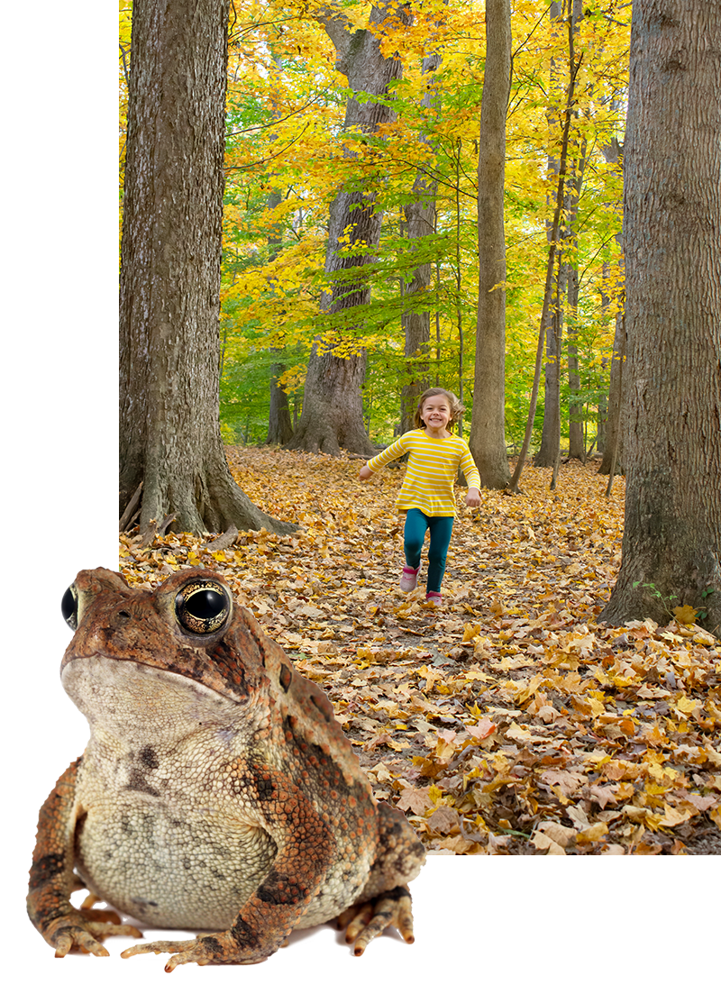 Young girl running down trail with autumn leaves on the ground + toad..