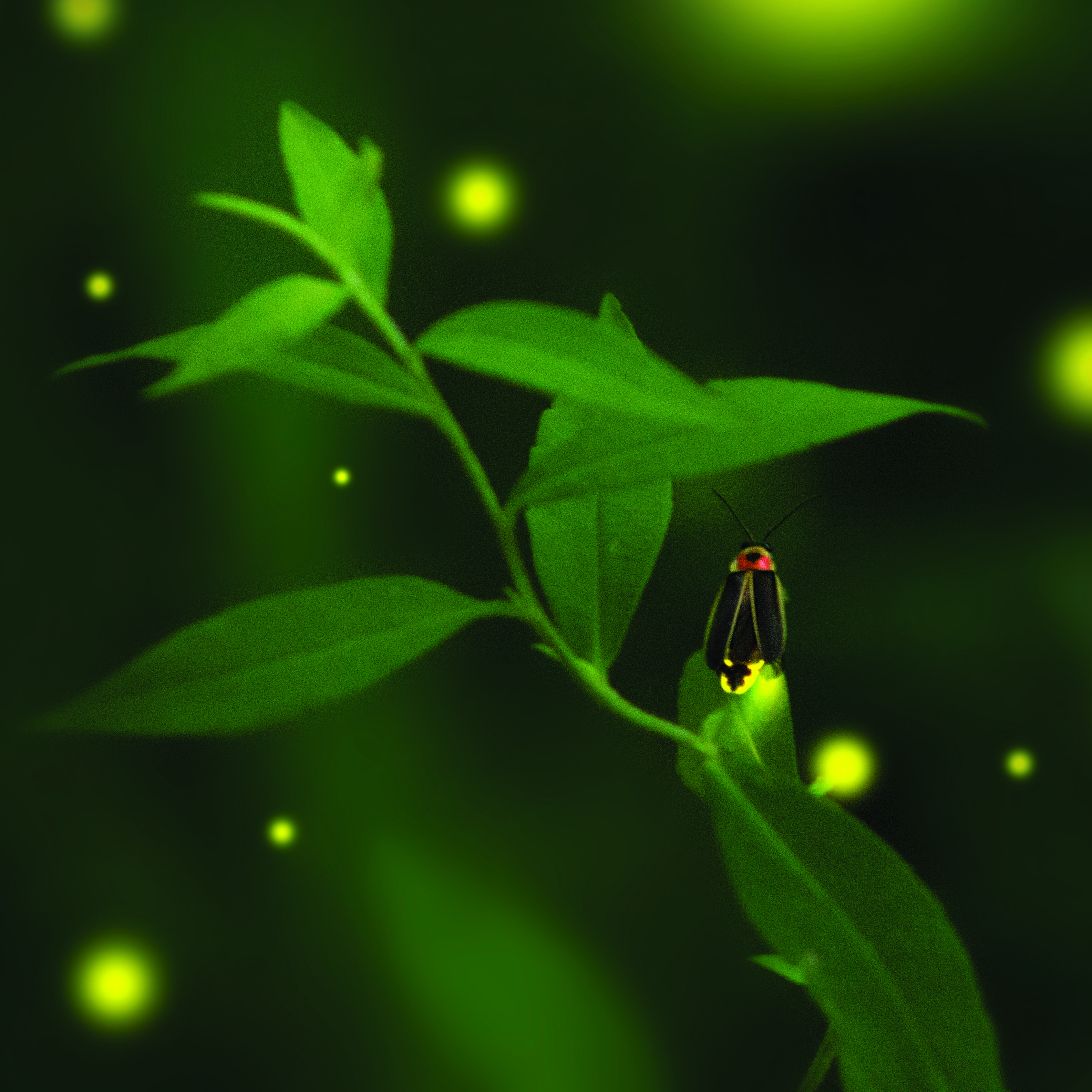 Firefly rests on a leaf.