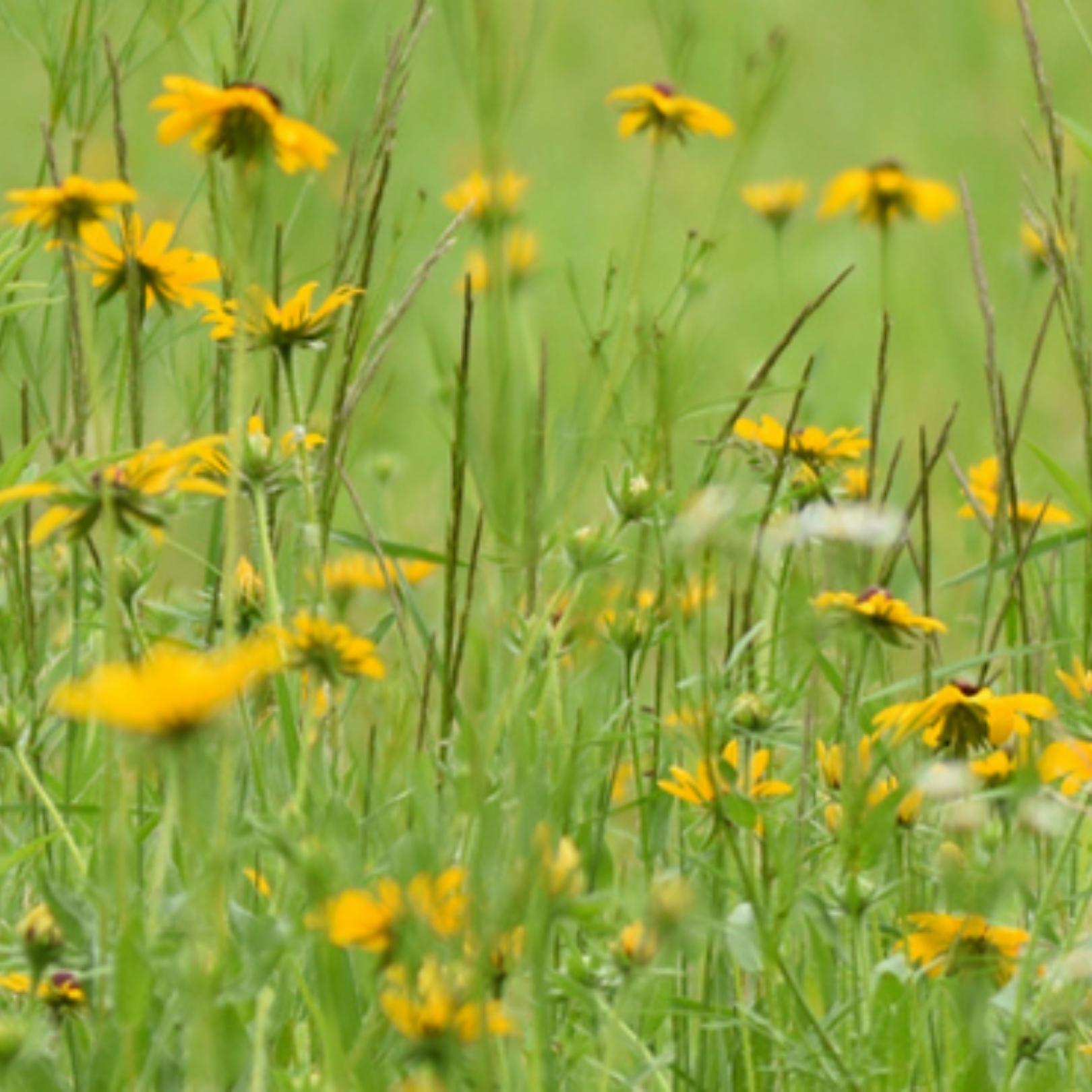 A field of yellow wildlfowers