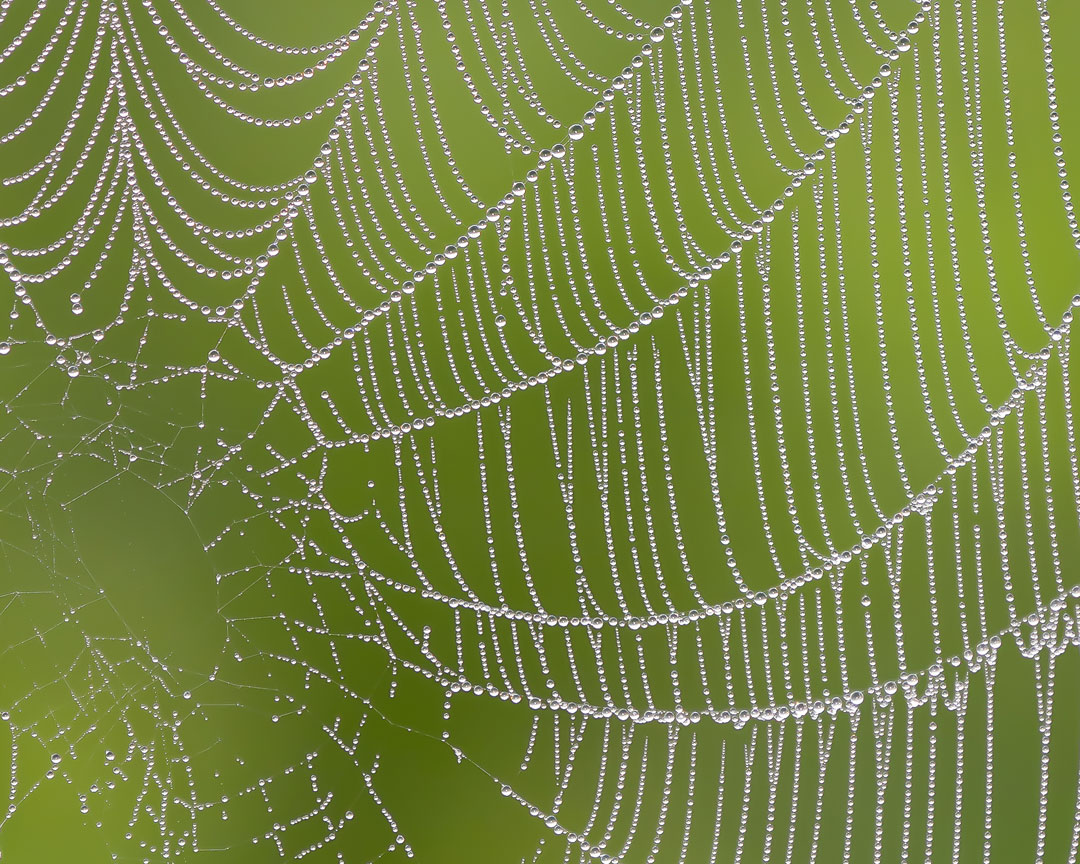 A spider web with dew on a green background