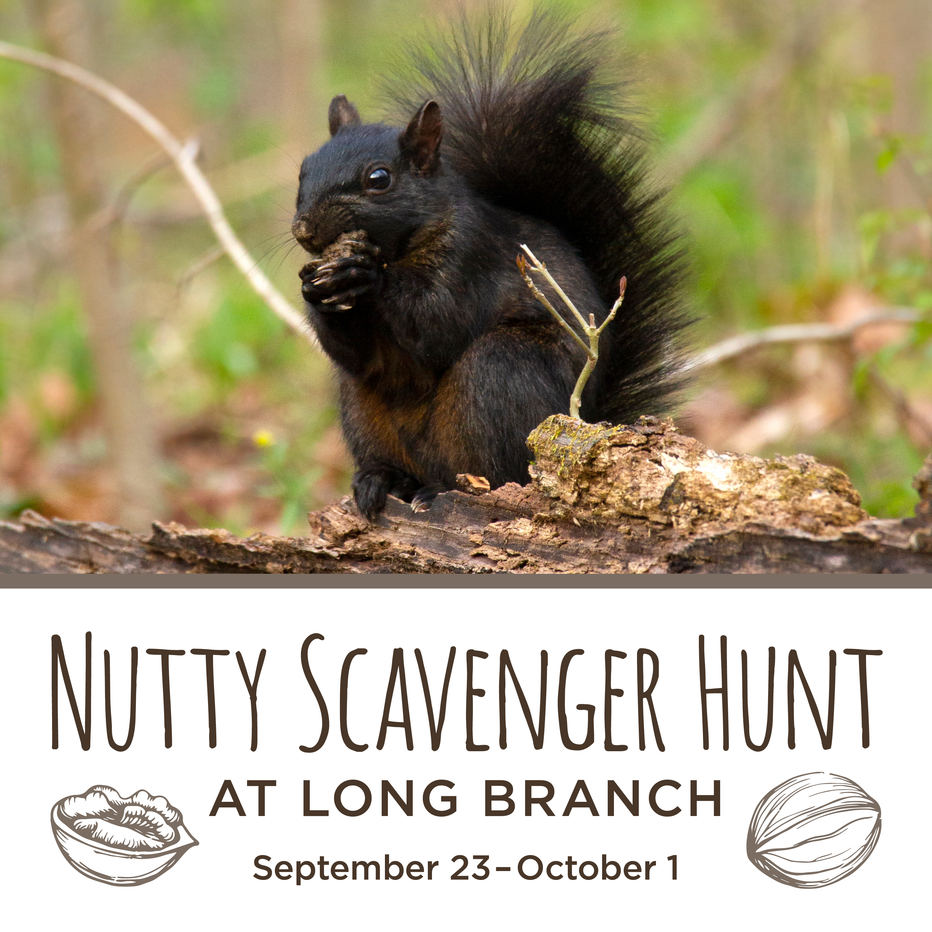 Picture of a squirrel eating a nut with copy reading Nutty Adventure Scavenger Hunt September 23-October 9