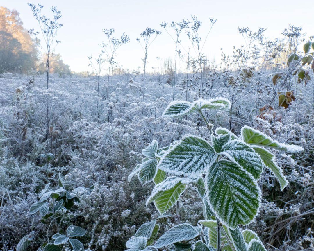 Close up of frost on a field of plants