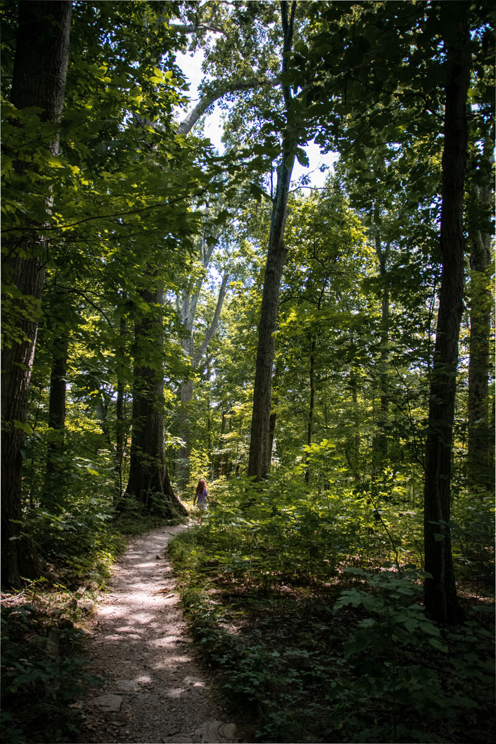 A forested summer trail 