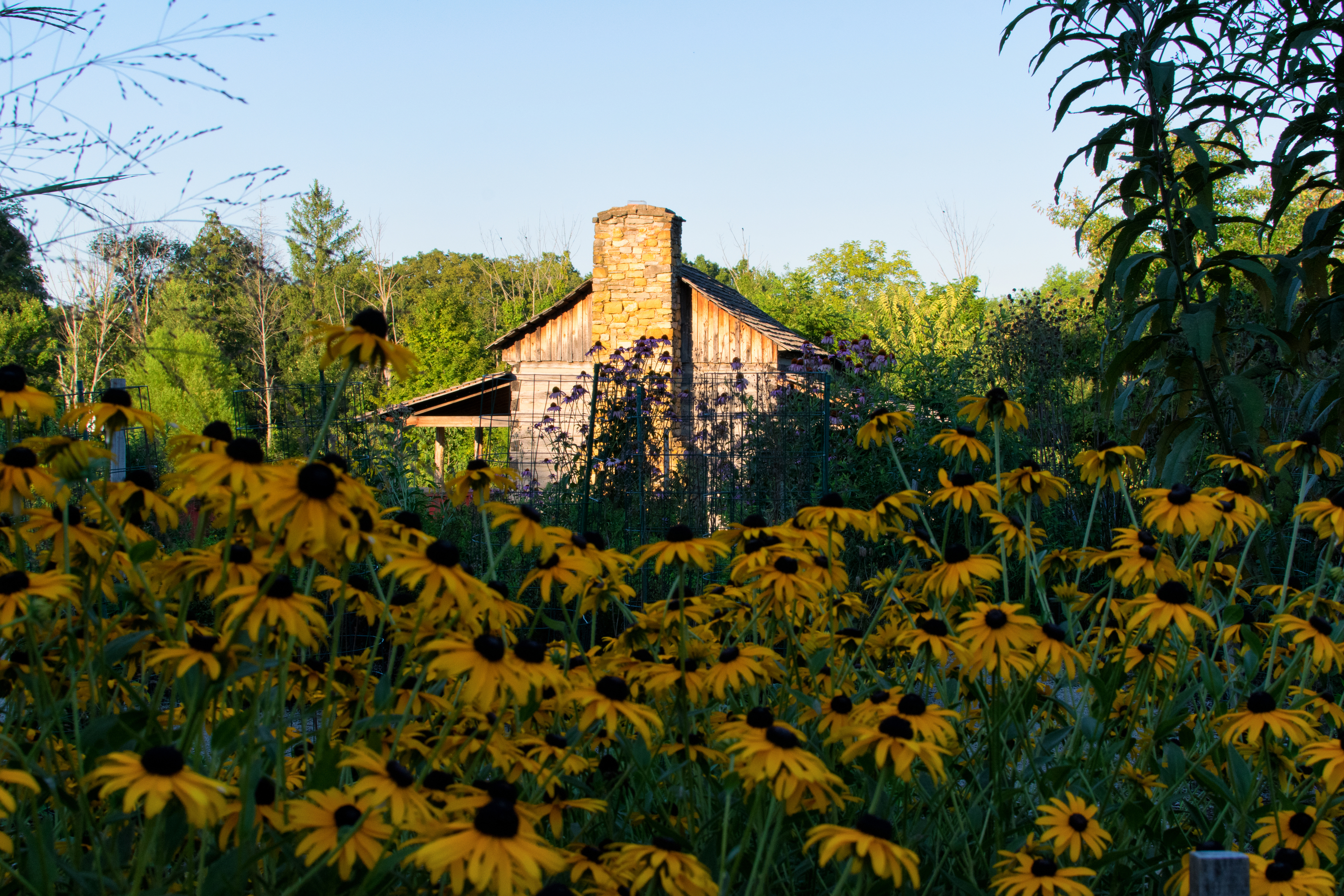 Abner Hollow Cabin behind a field of yellow flowers
