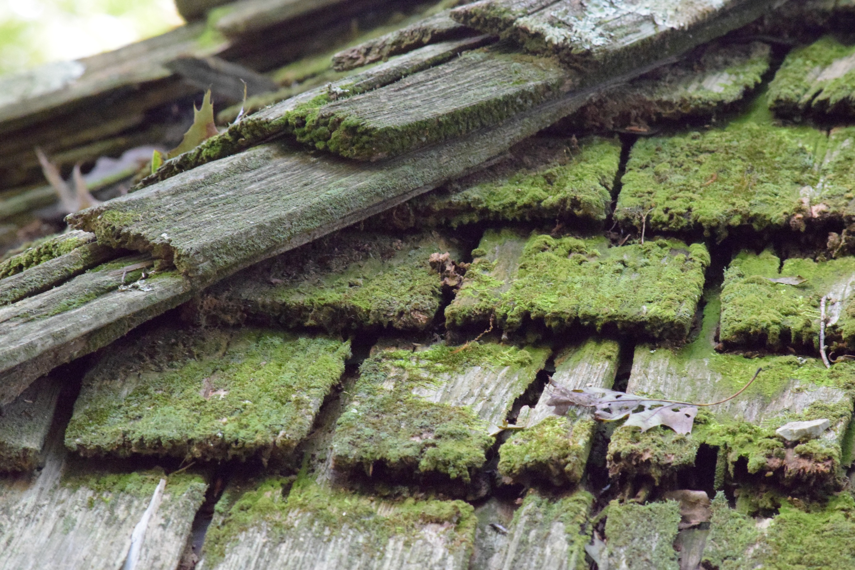 close up of mossy green roof tiles