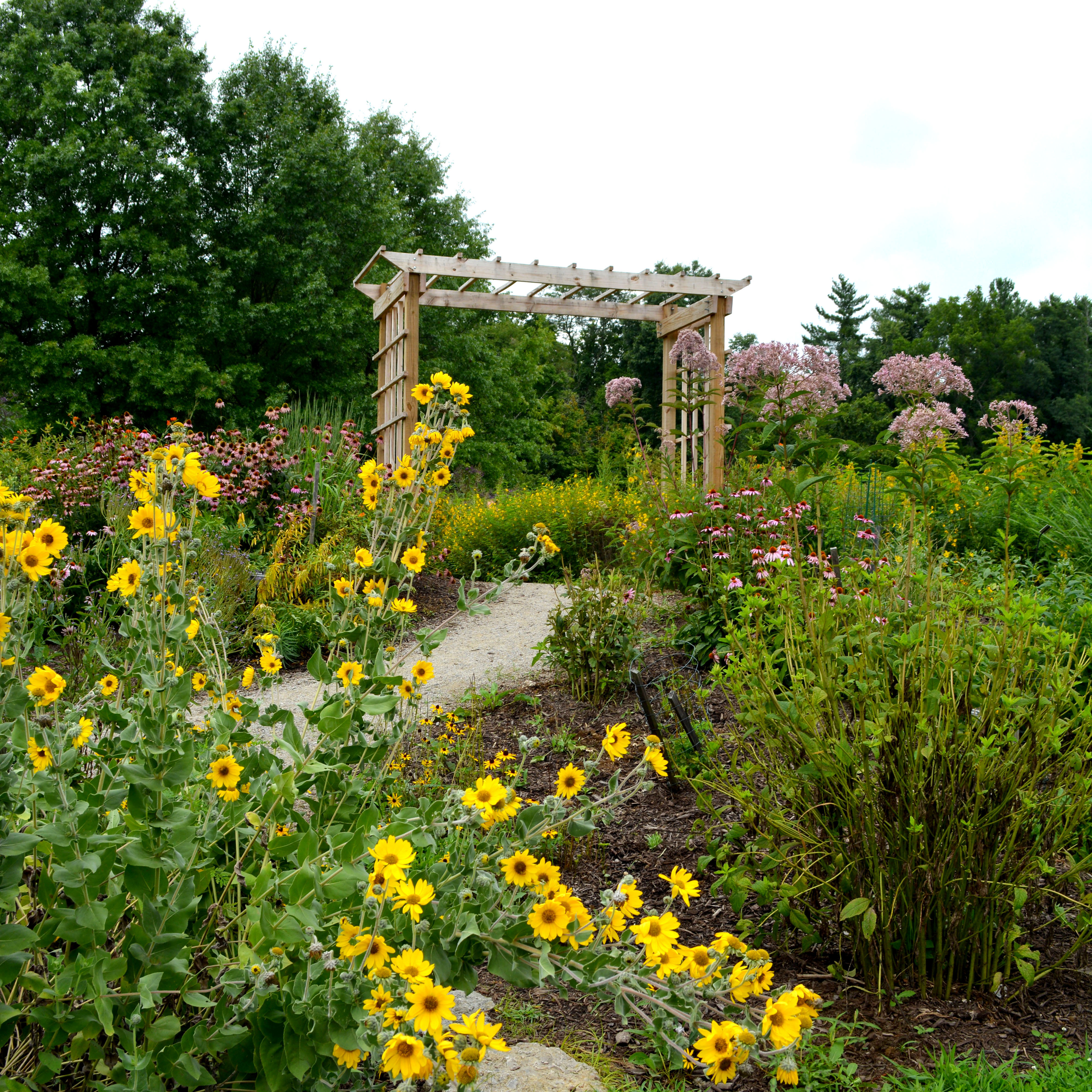 Colorful native flowers surround the Cincinnati Nature Center pollinator garden trail, leading to center trellis.