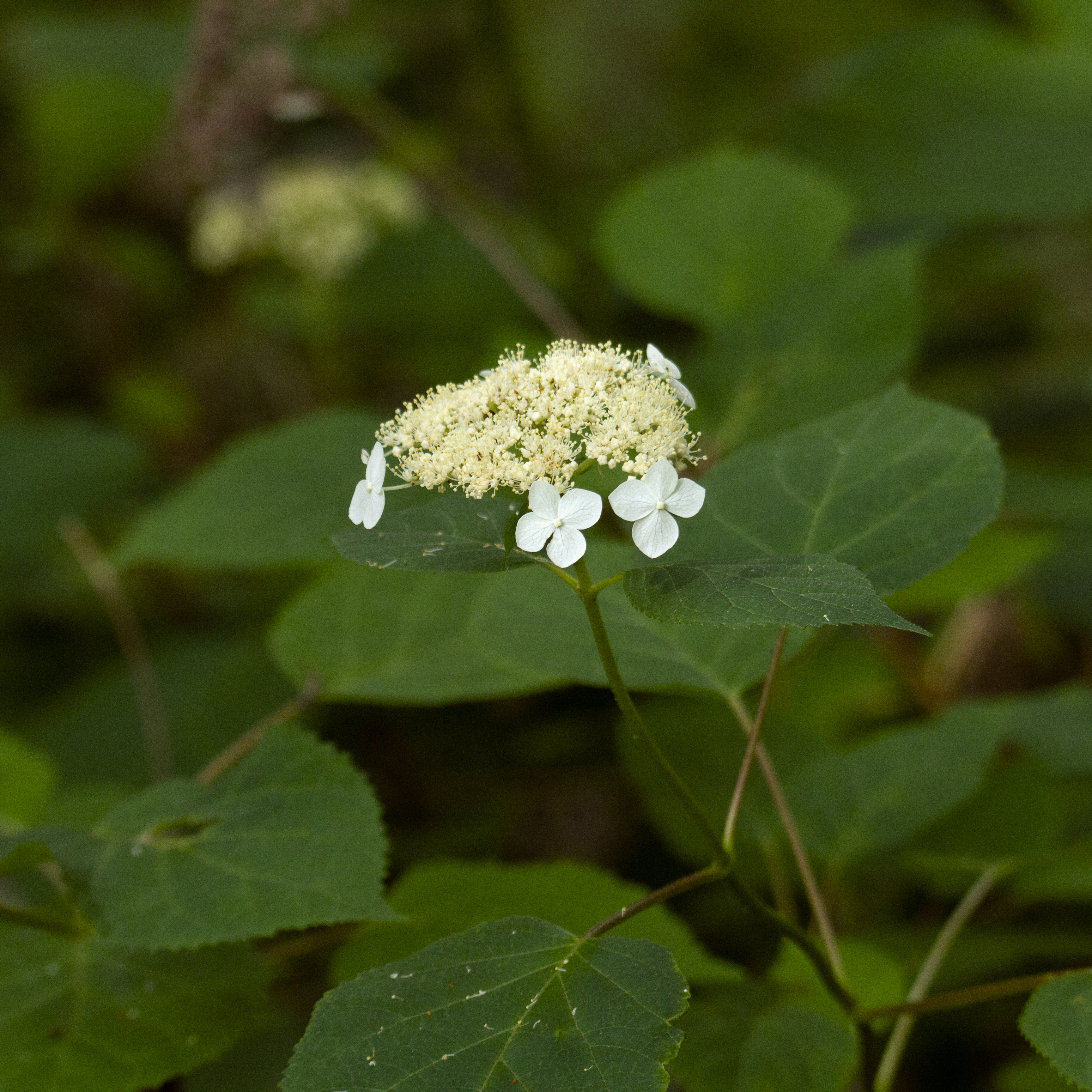Native hydrangea plant with white bloom centered in frame.