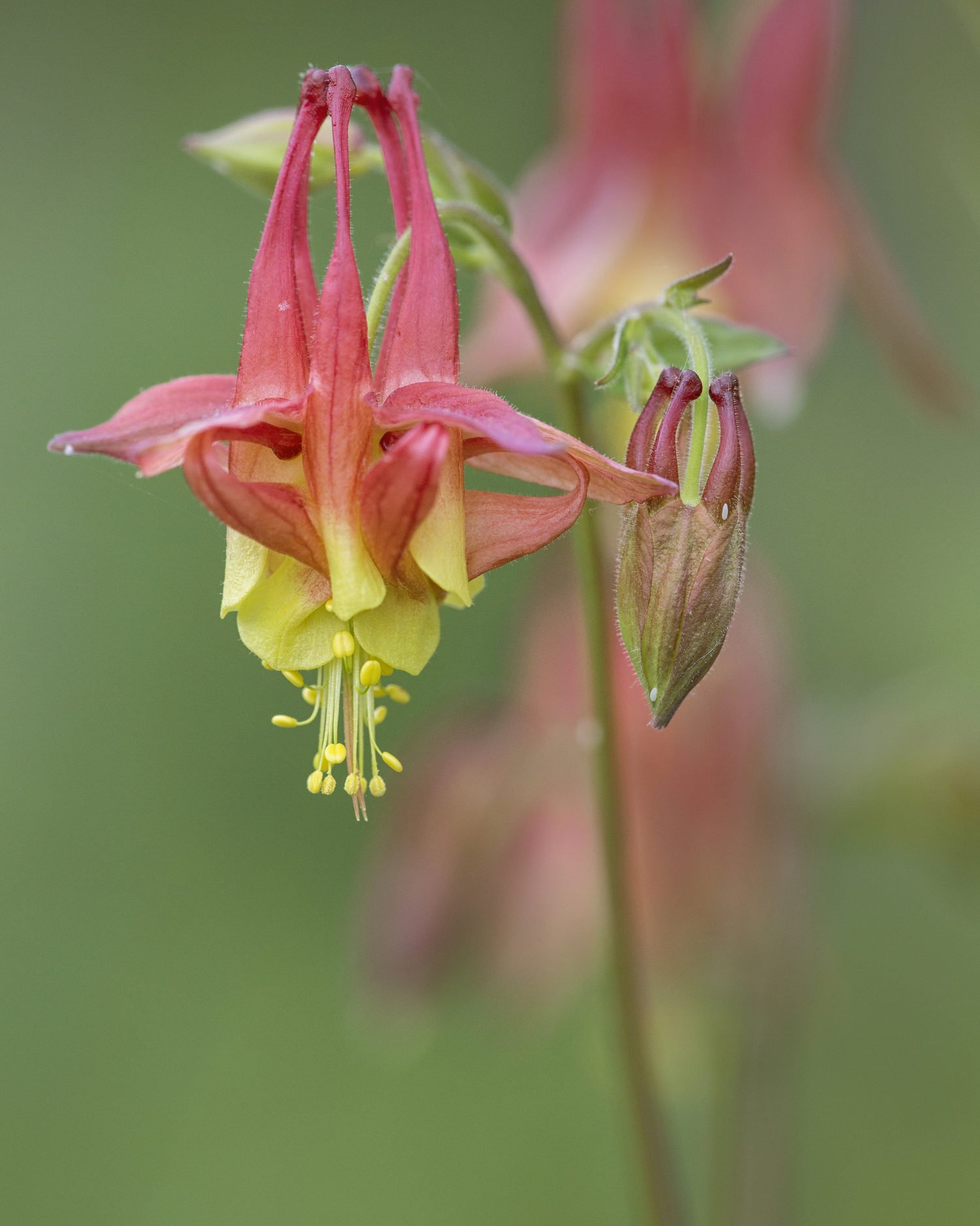 Close up of a red columbine bloom