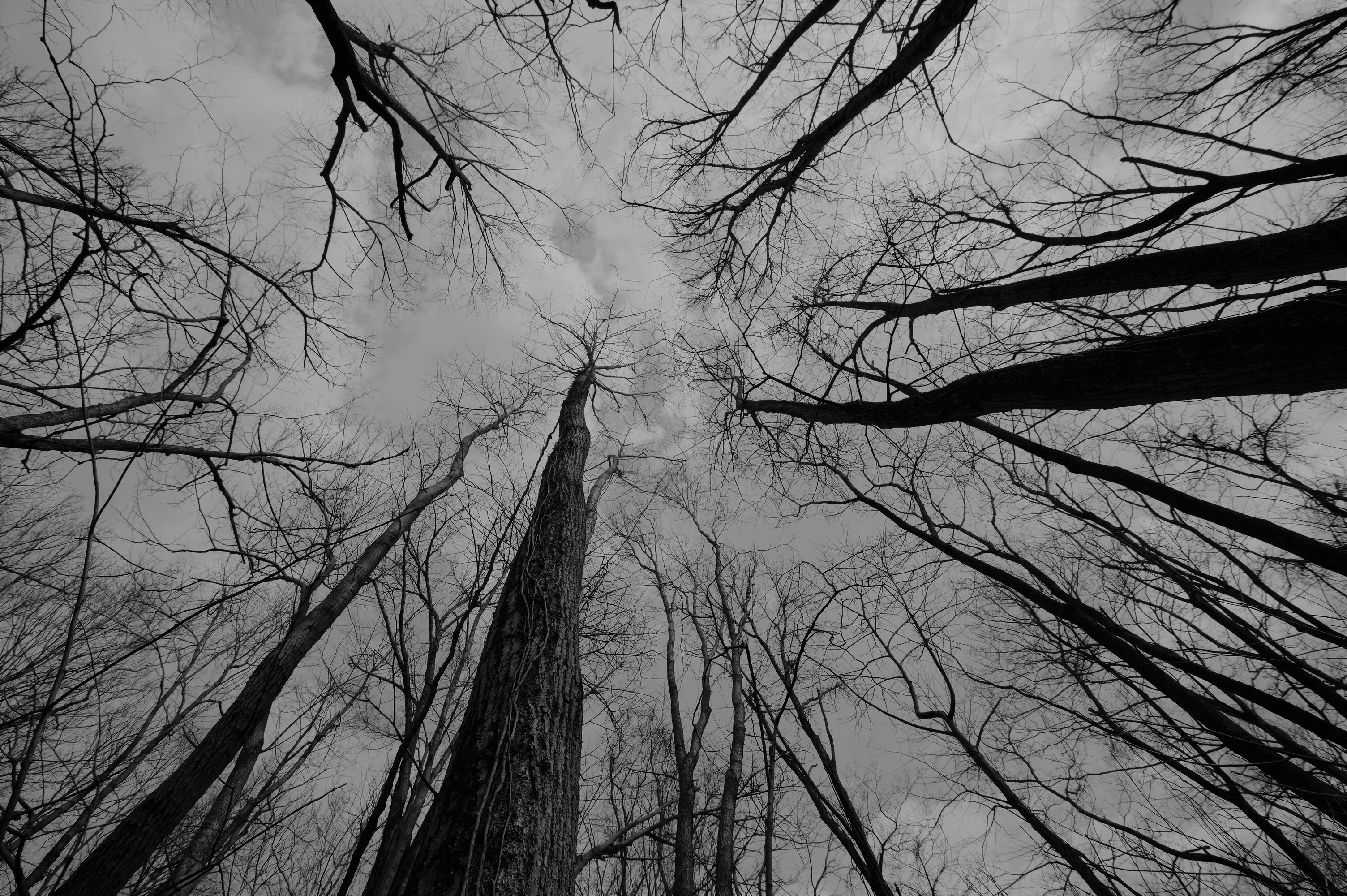 Bare trees. Photo perspective is looking straight up from the ground