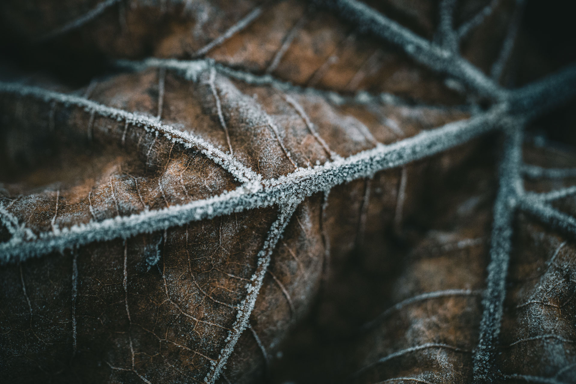 Winter frost on a brown leaf.