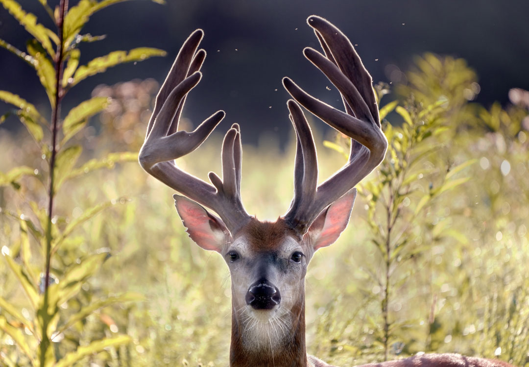 Close up of a buck in a field. The buck is looking directly at the camera.