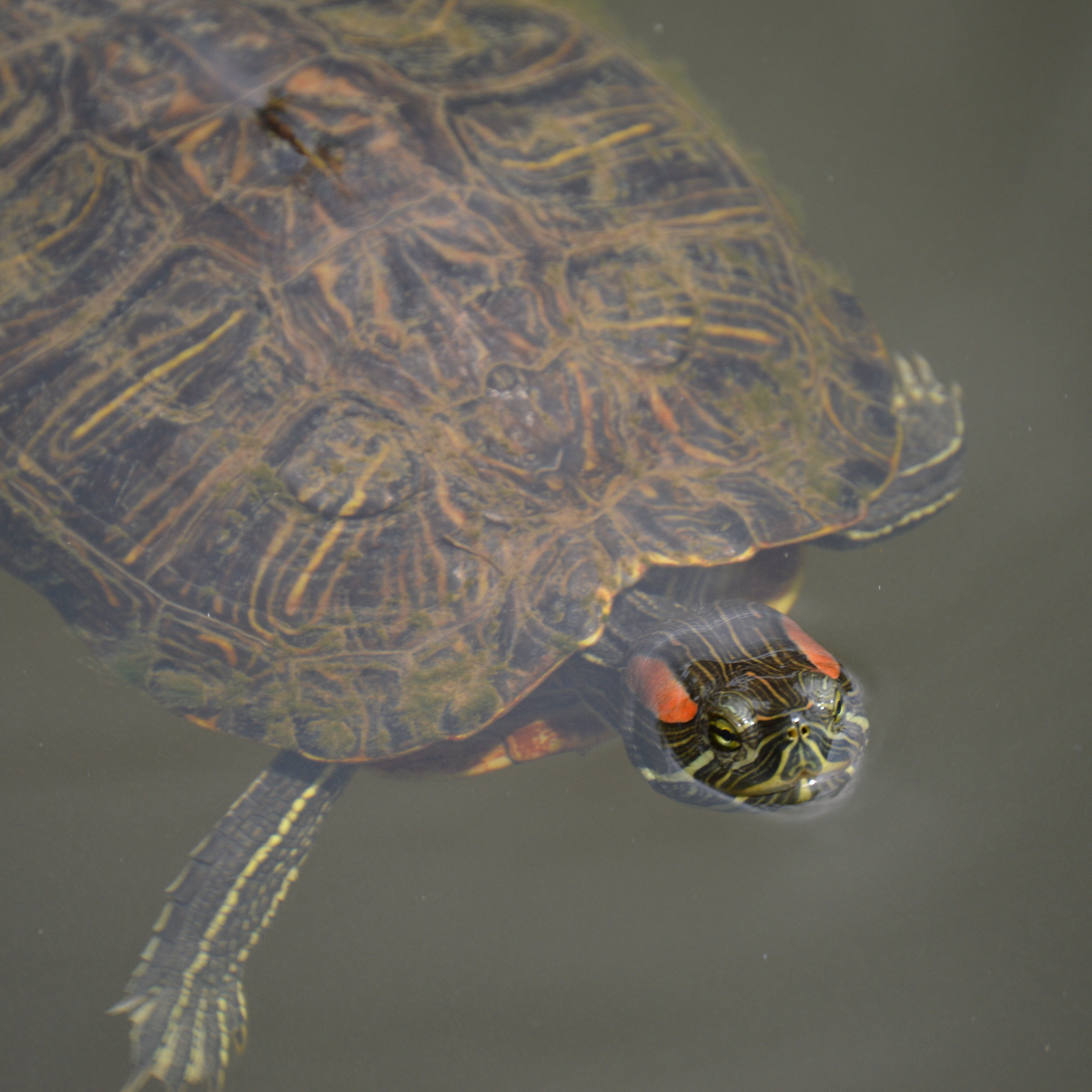 Red-eared slider turtle in water.