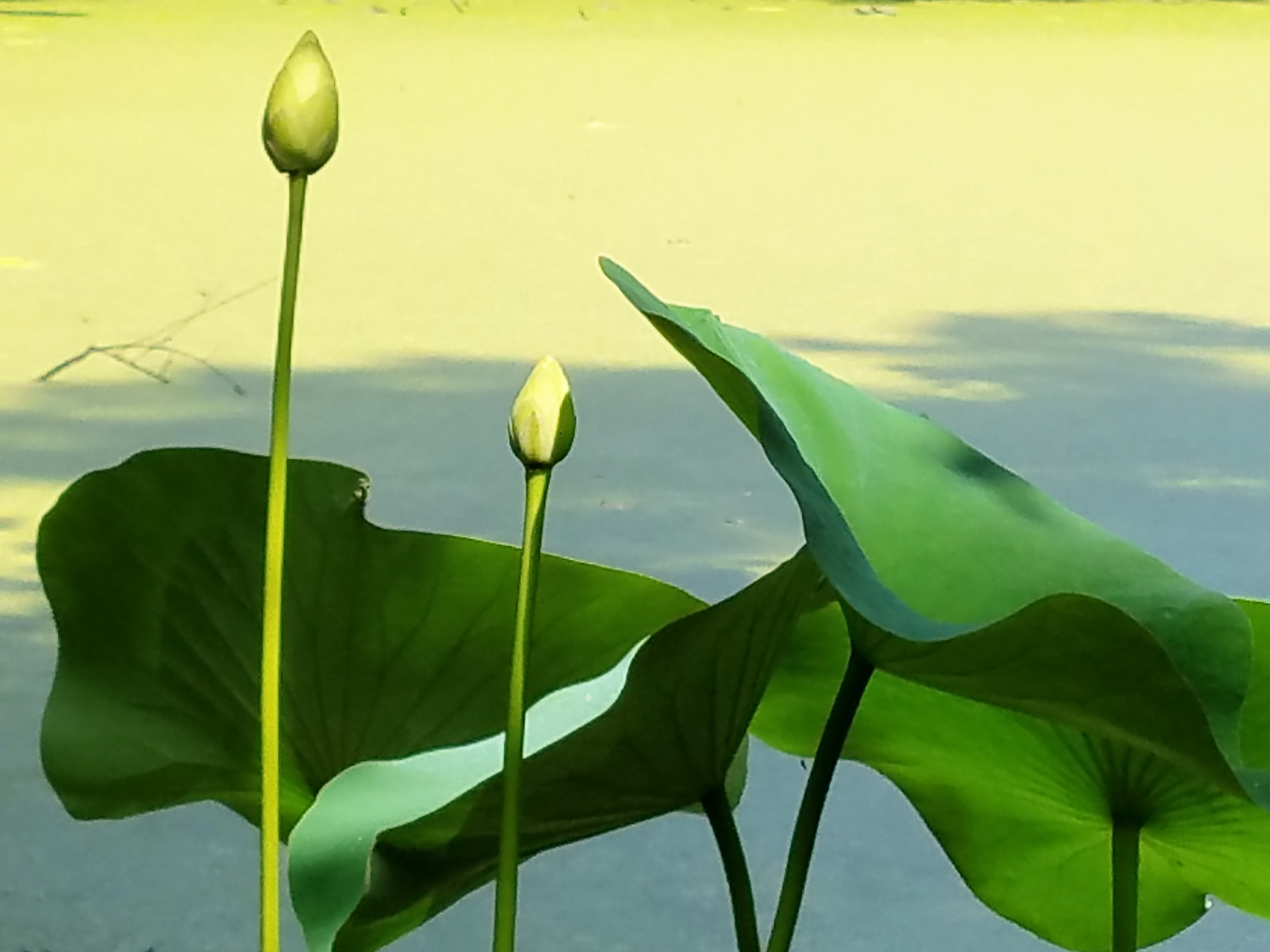 Lotus buds