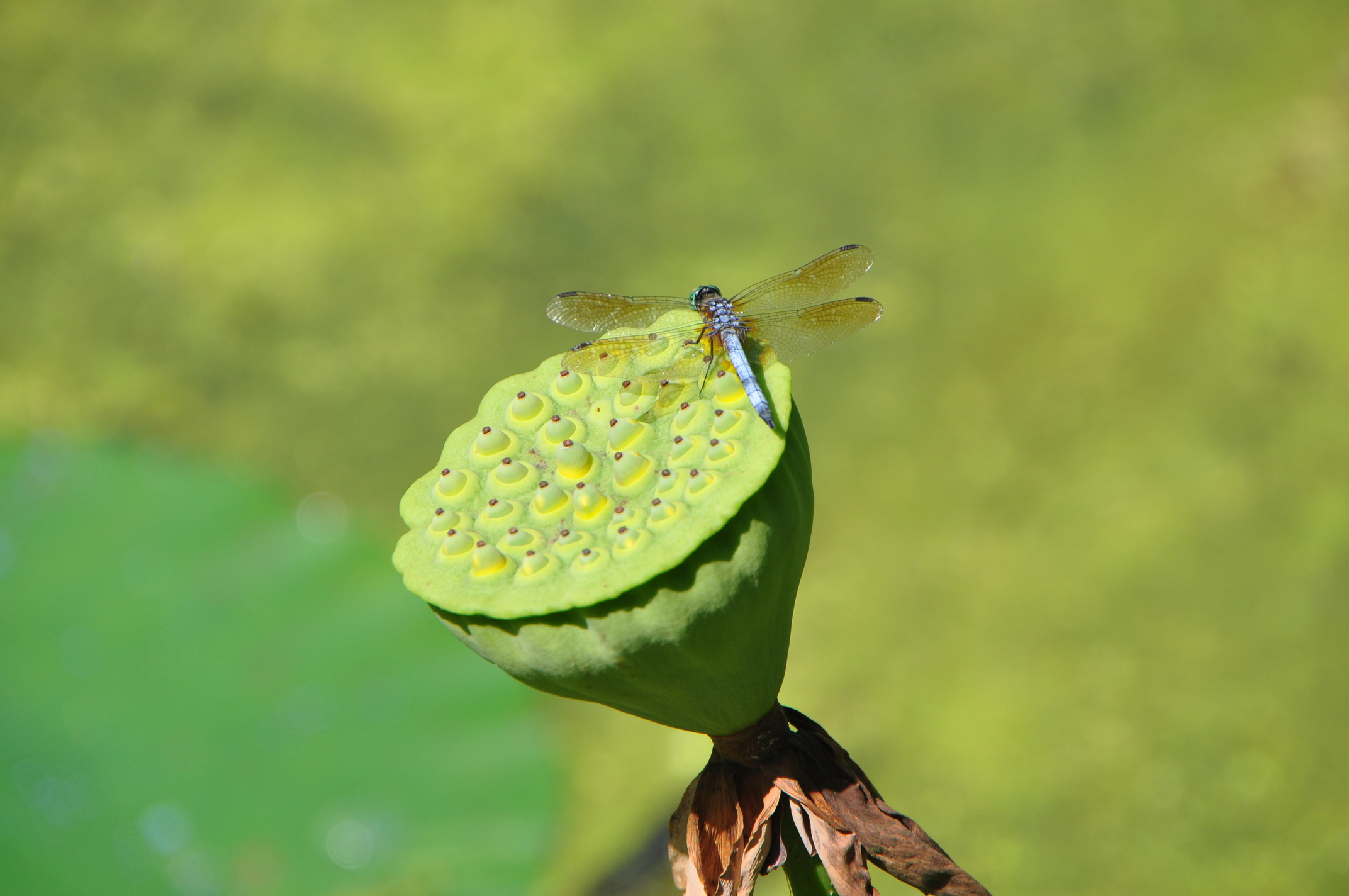 Dragonfly on a lotus seed pod