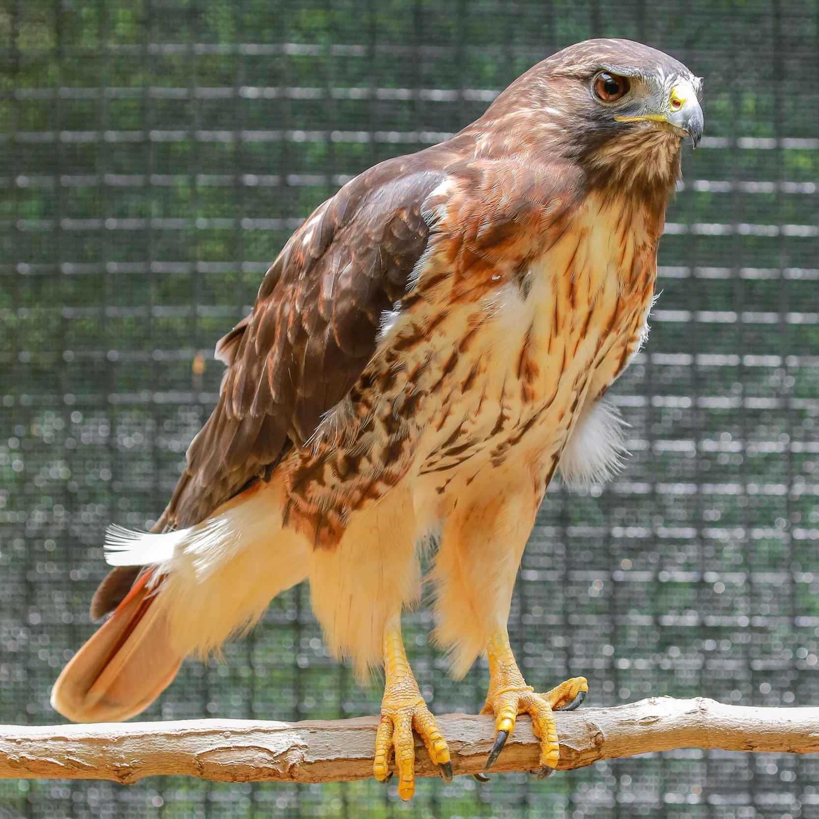 Red-tailed hawk raptor ambassador named Zihna